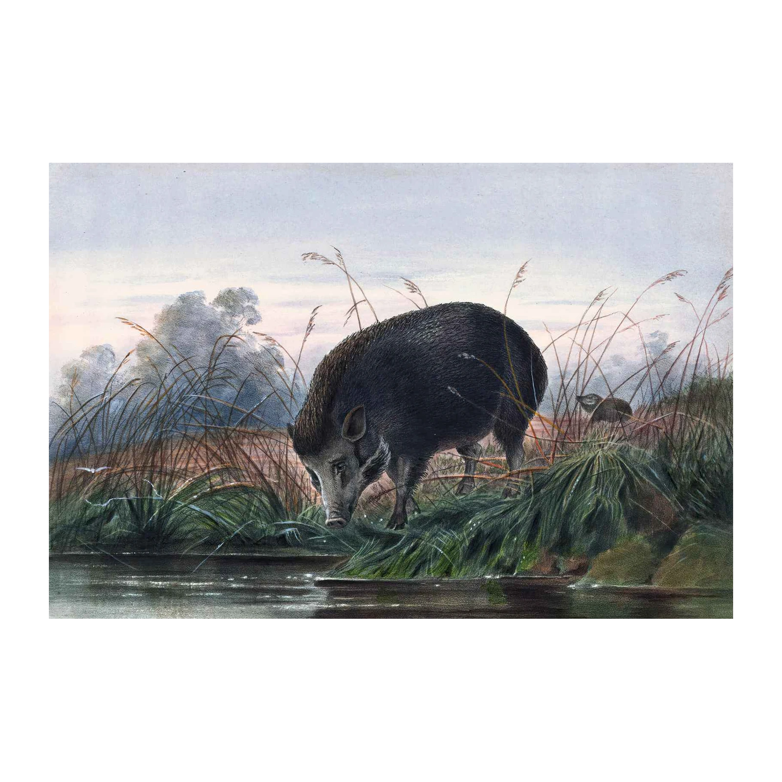 Wild Boar at Water's Edge Wall Art