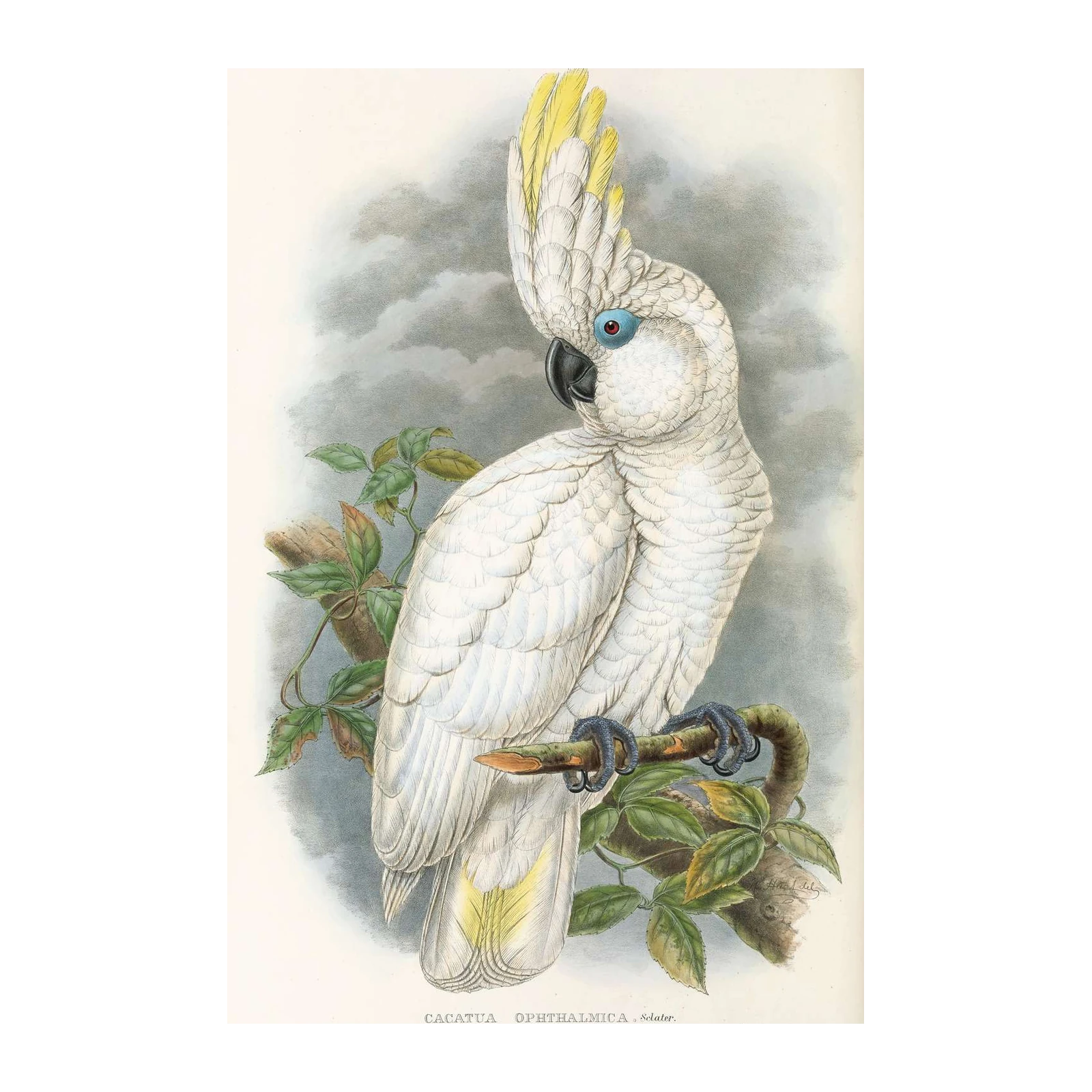 Elegant Cockatoo Bird Vintage Botanical Wall Art