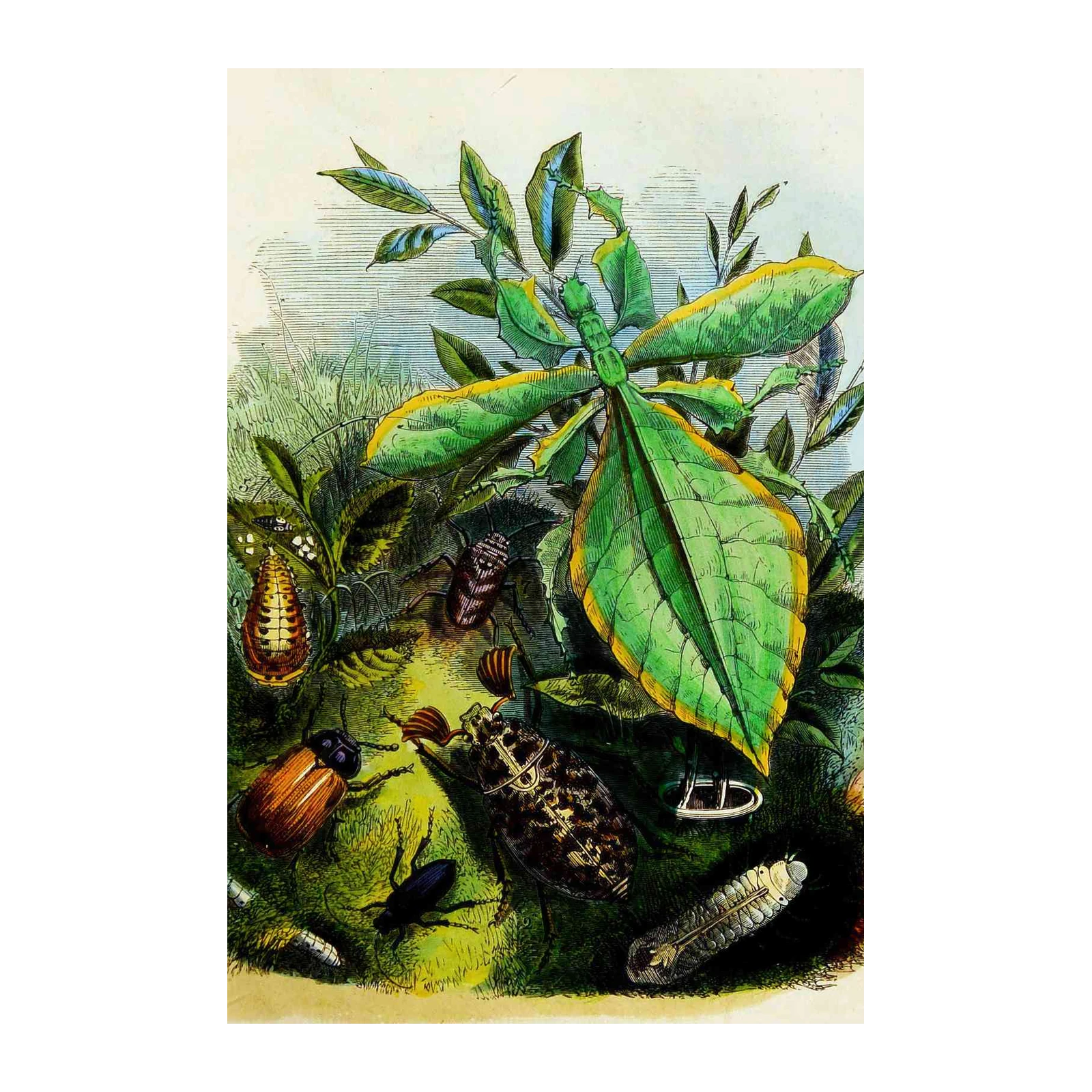 Vintage Insect & Leaf Phasmid Wall Art