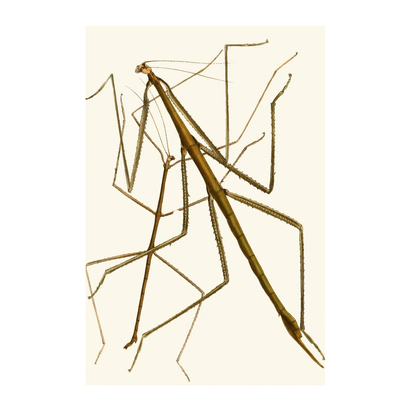 Vintage Stick Insect Nature Art Wall Art