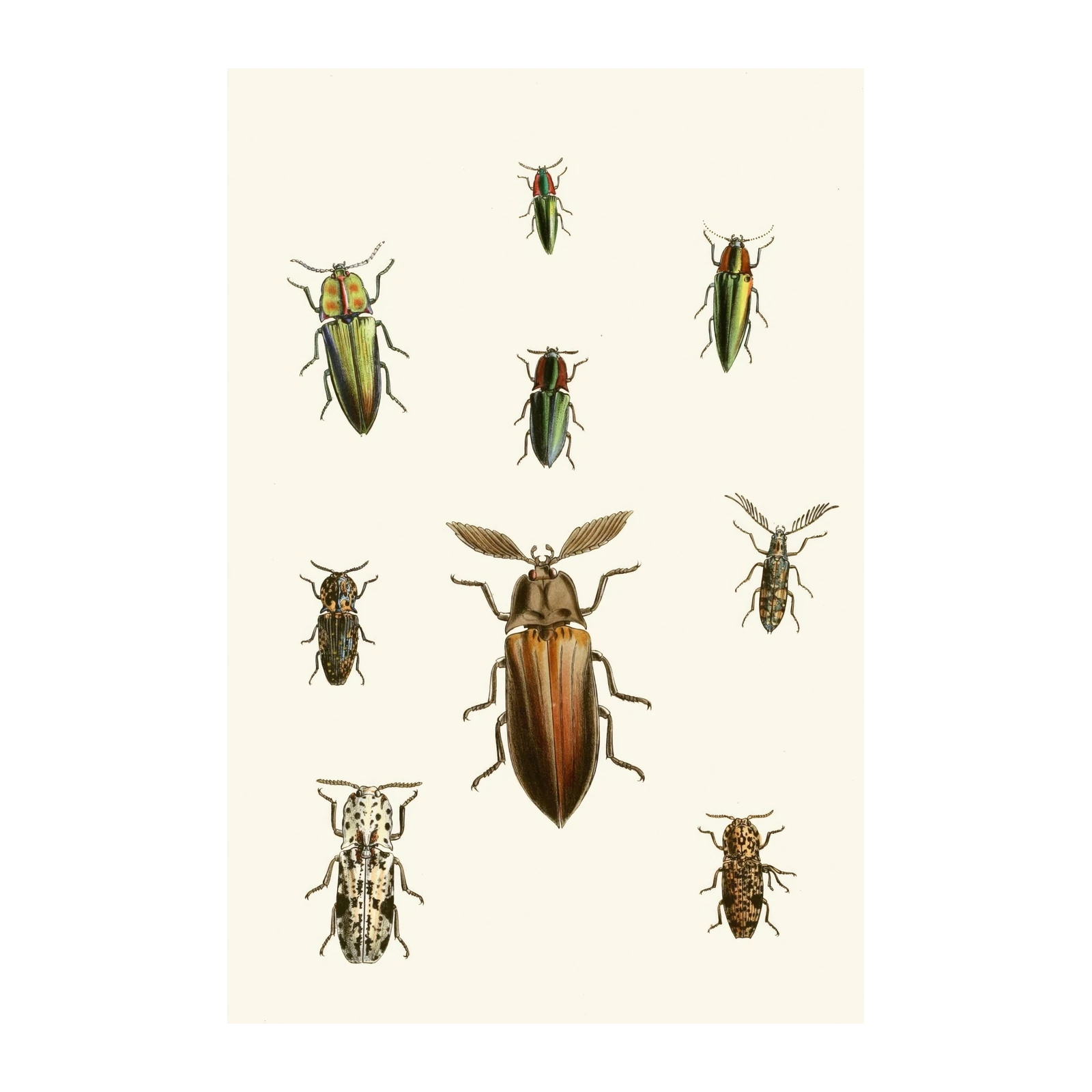 Victorian Beetle Collection Wall Art