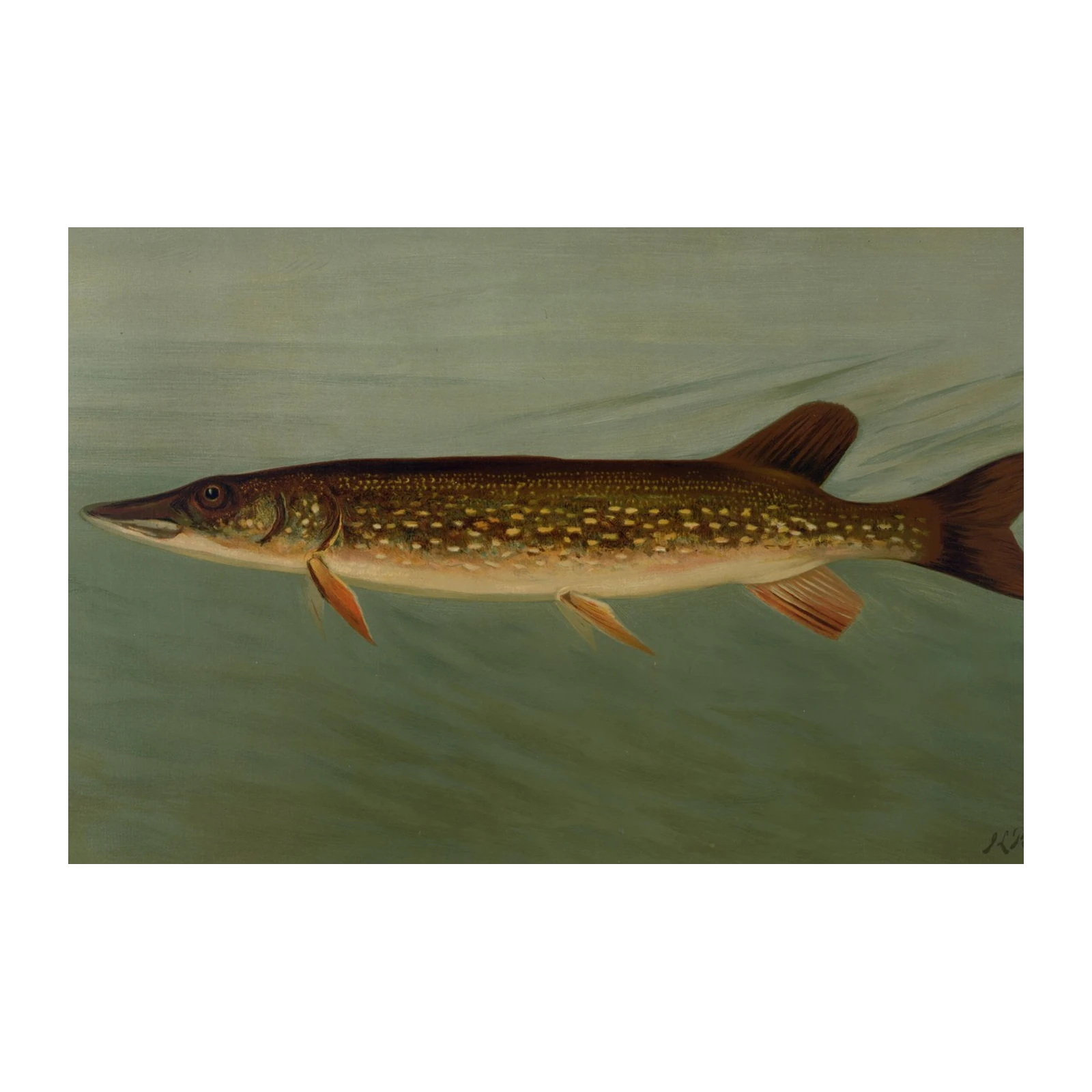 Realistic Northern Pike Underwater Wall Art