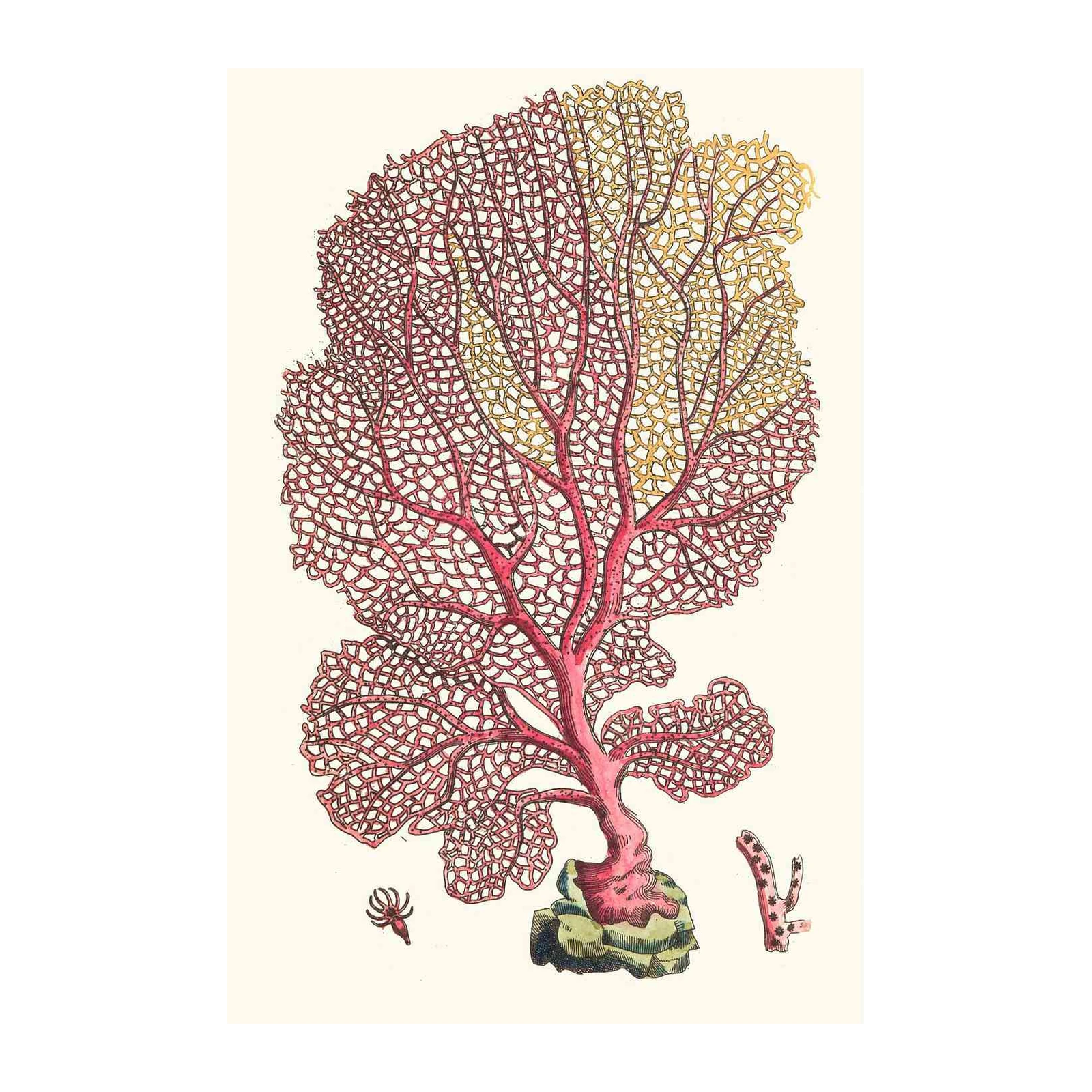 Vintage Red Fan Coral Botanical Art Wall Art