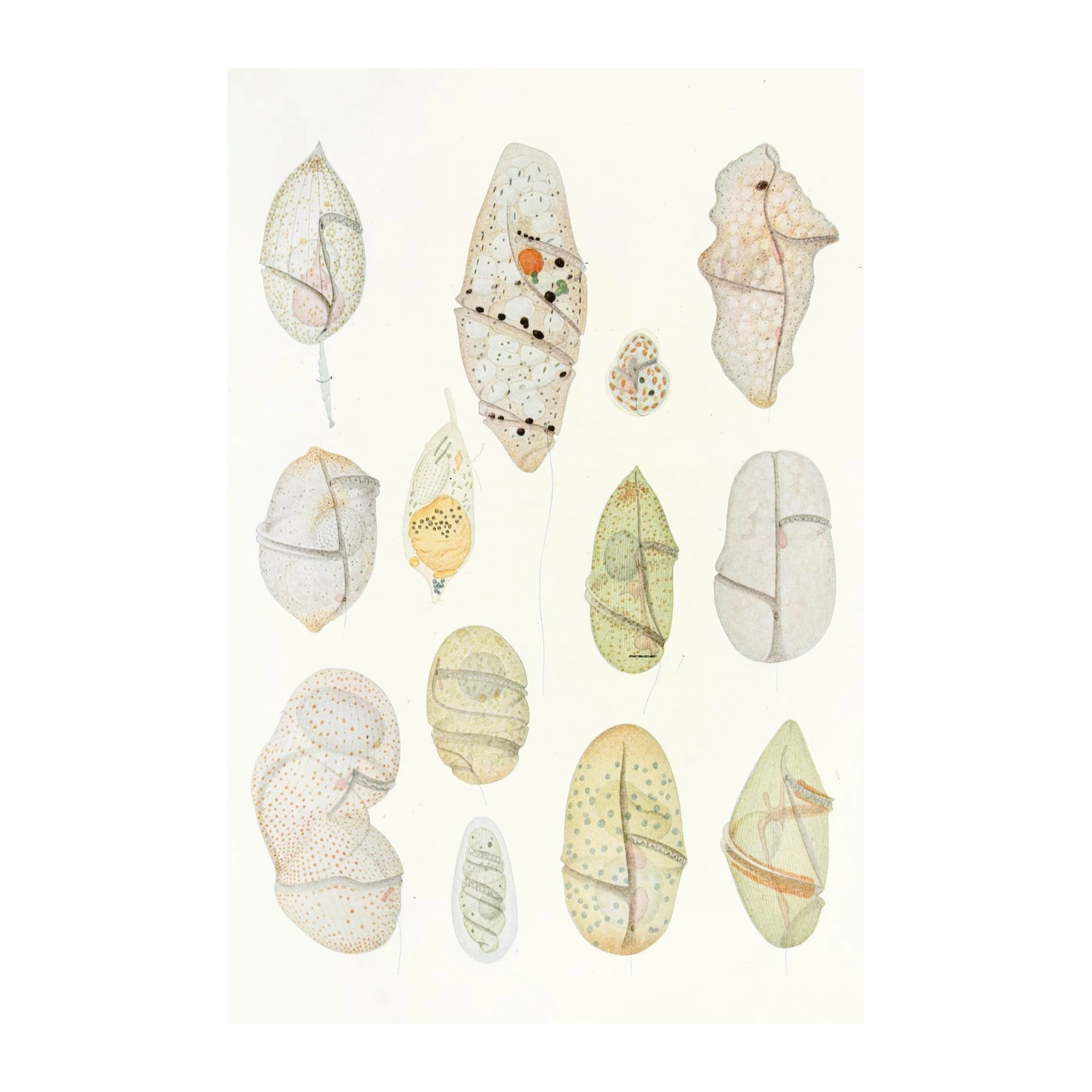 Vintage Microscopic Organisms Wall Art