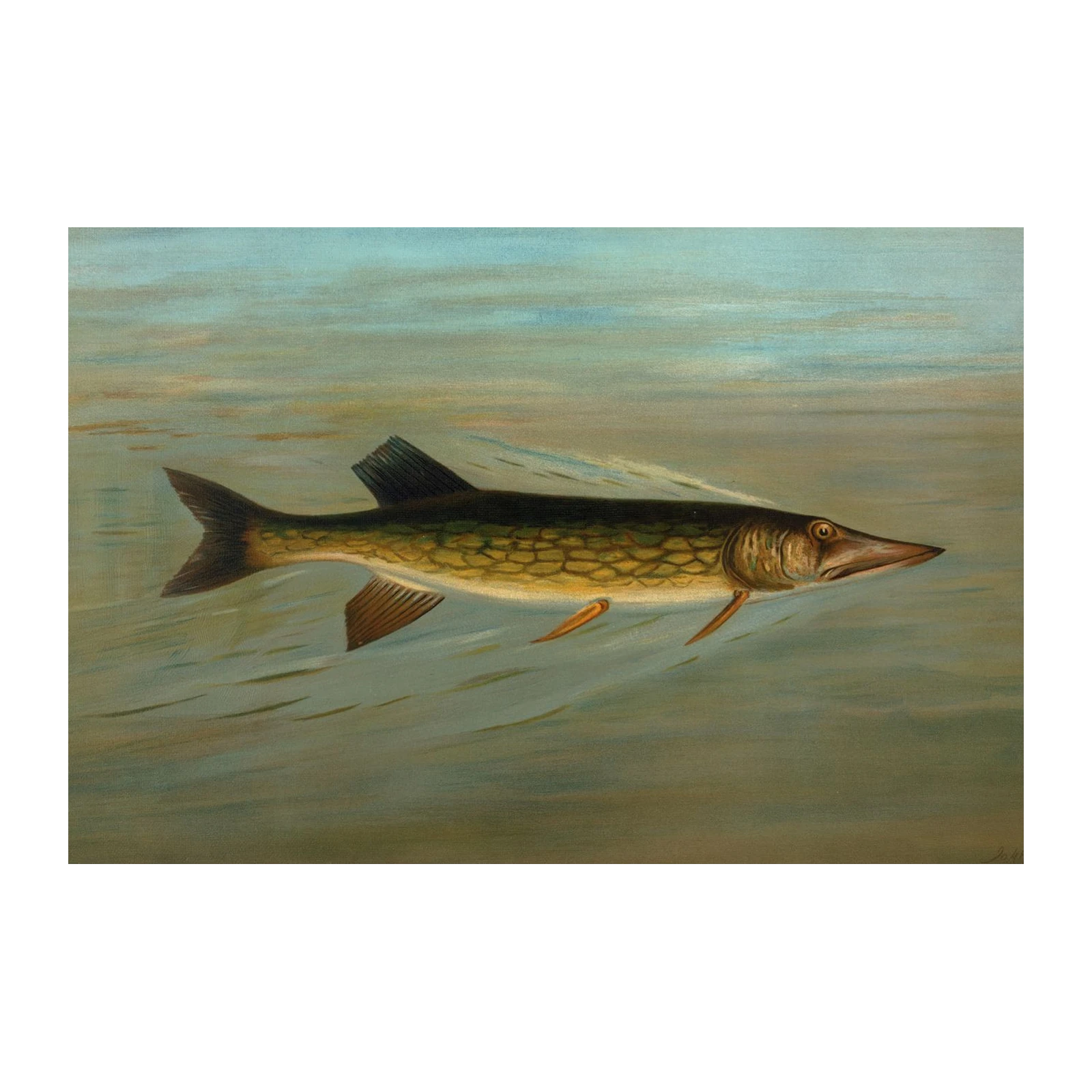 Pike in Water Vintage Fish Art Wall Art