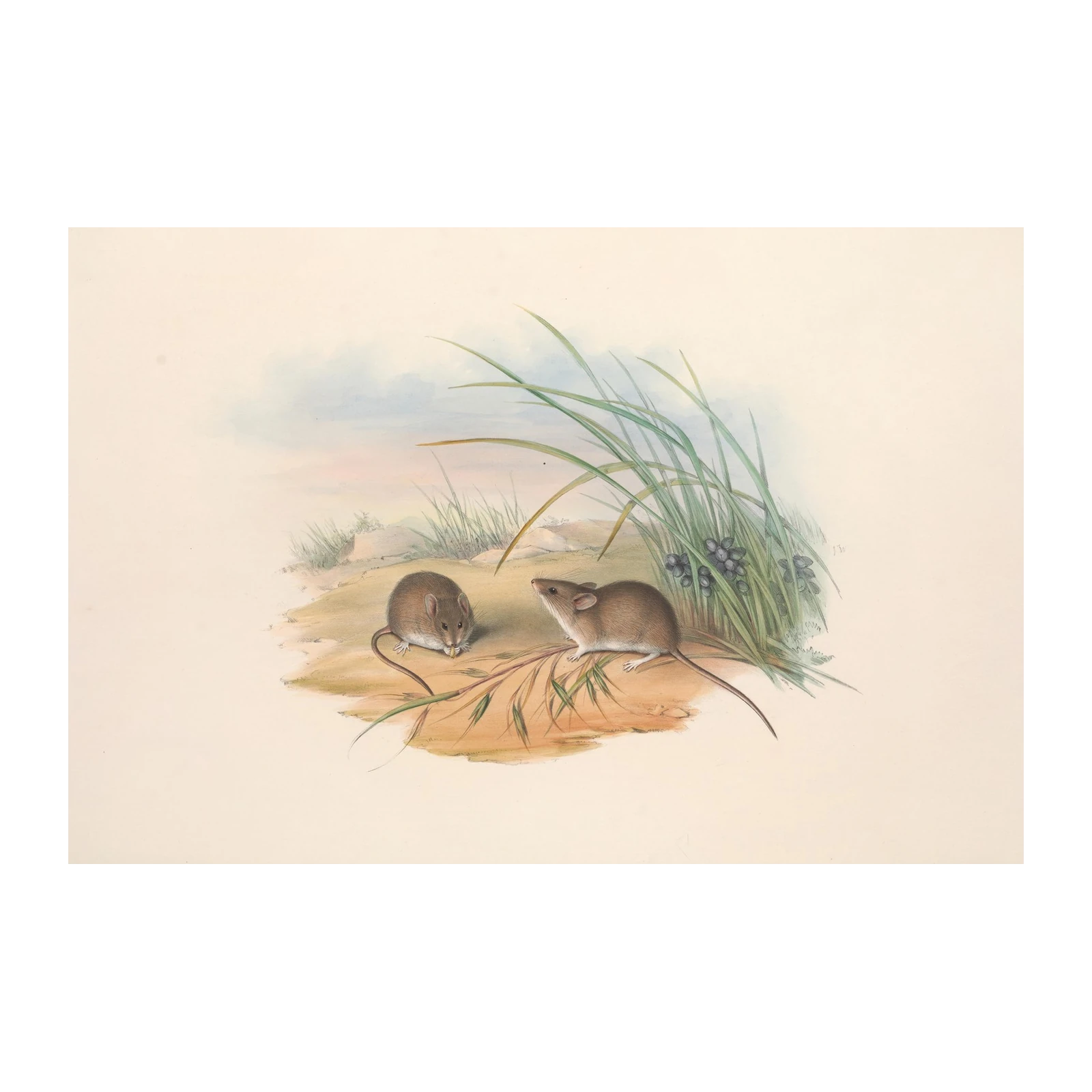 Charming Field Mice Nature Art Wall Art