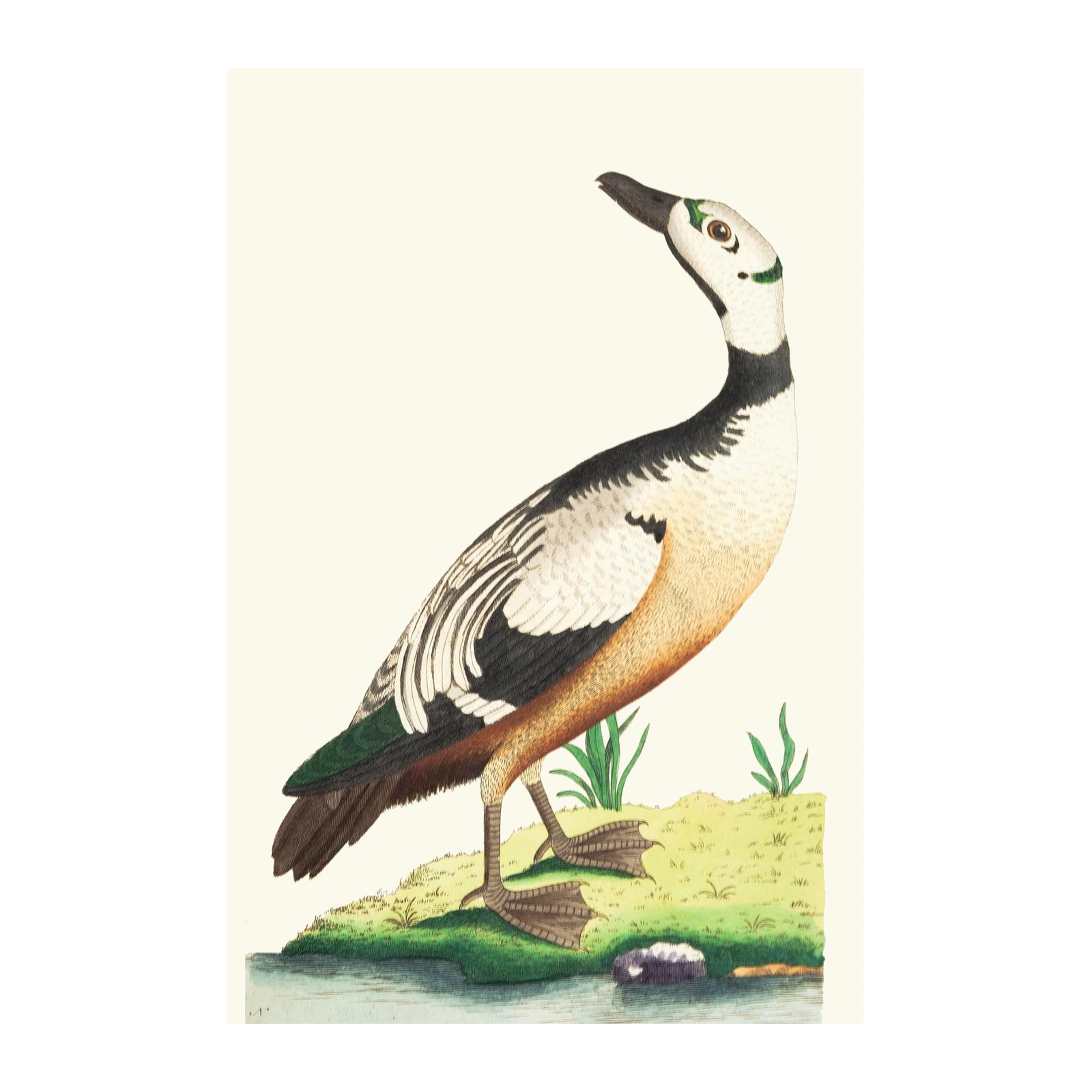 Vintage Duck Wildlife Nature Art Wall Art
