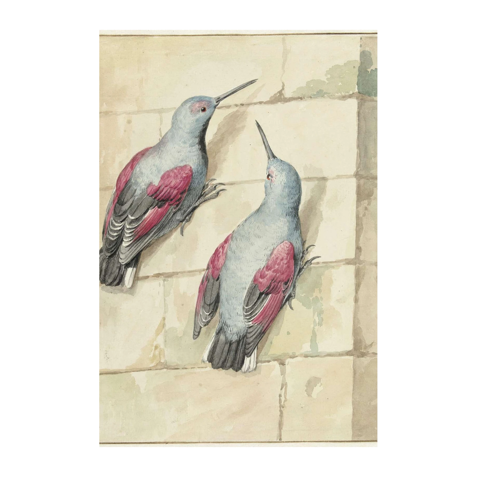 Vintage Bird Art: Crimson Winged Beauties Wall Art