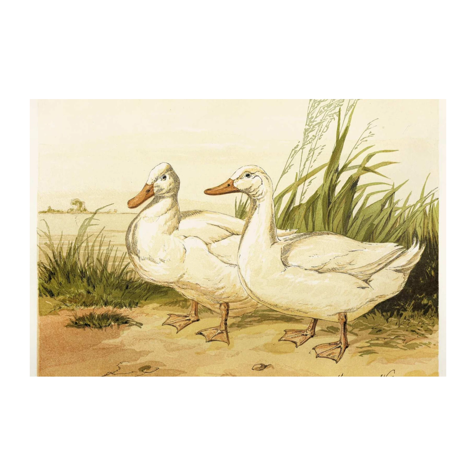 Charming Pair of Ducks Vintage Botanical Wall Art
