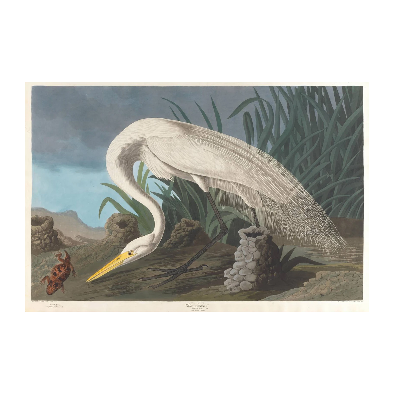 Elegant White Heron Nature Wall Art