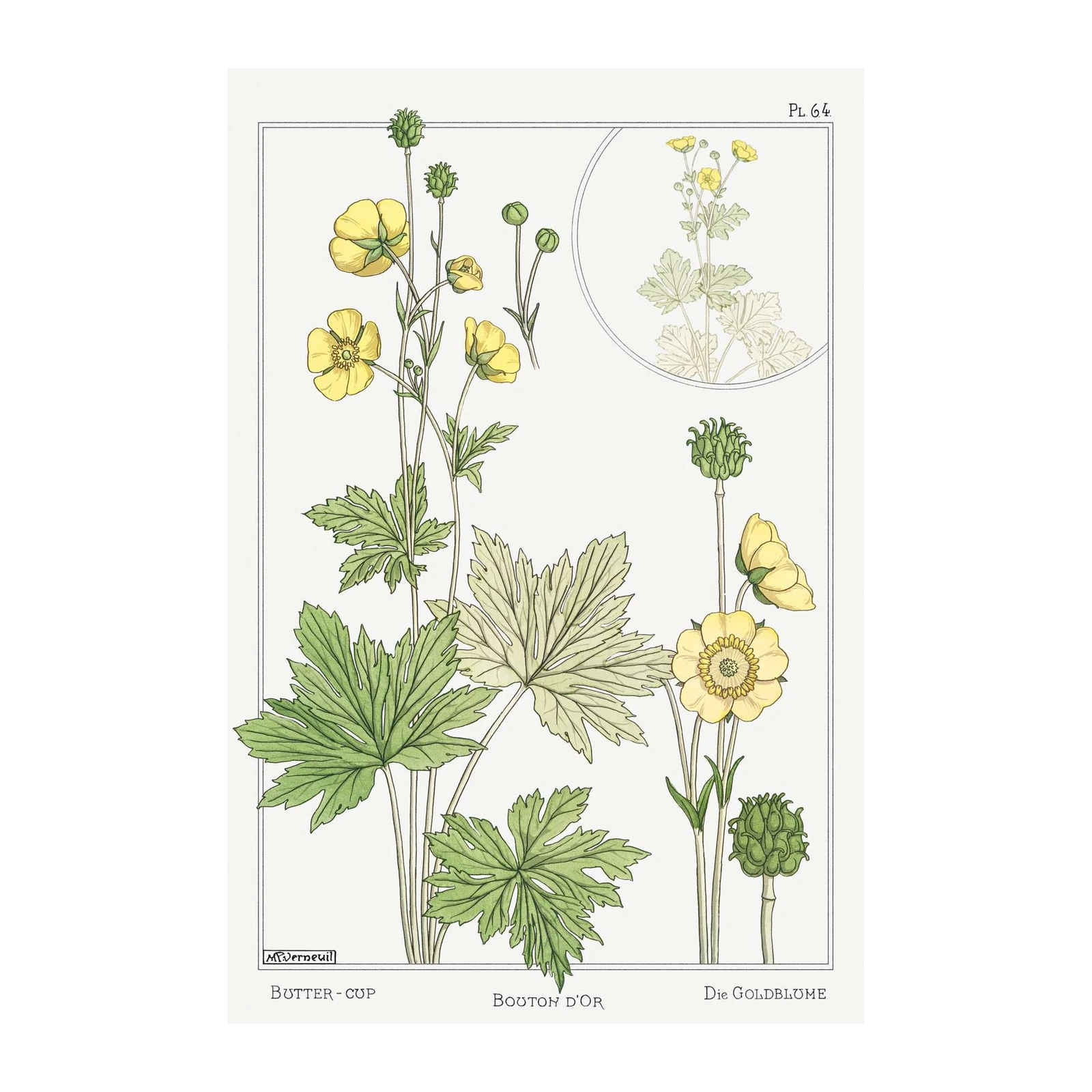 Art Nouveau Buttercup Botanical Wall Art