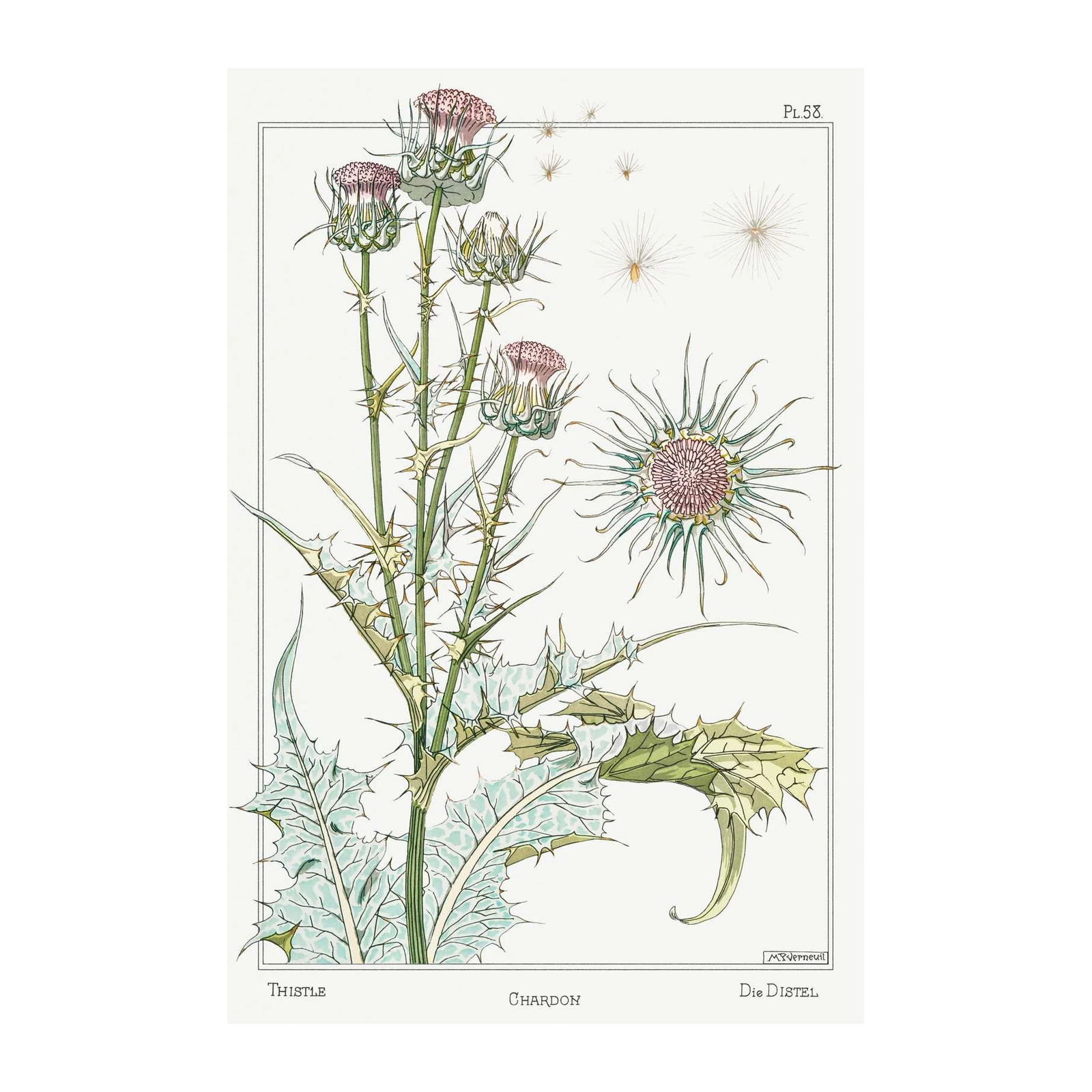 Vintage Thistle Botanical Art Wall Art