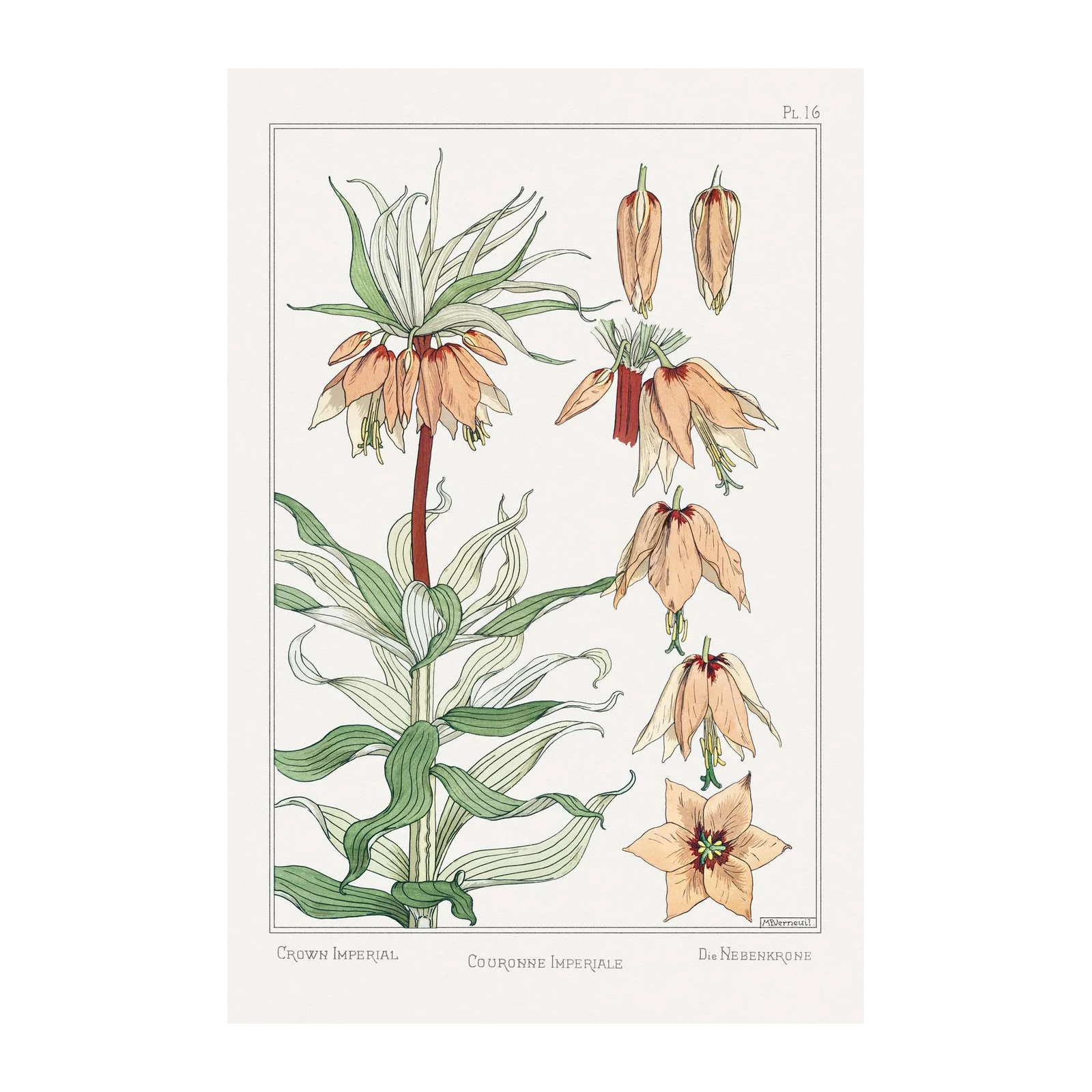 Crown Imperial Botanical Art Wall Art