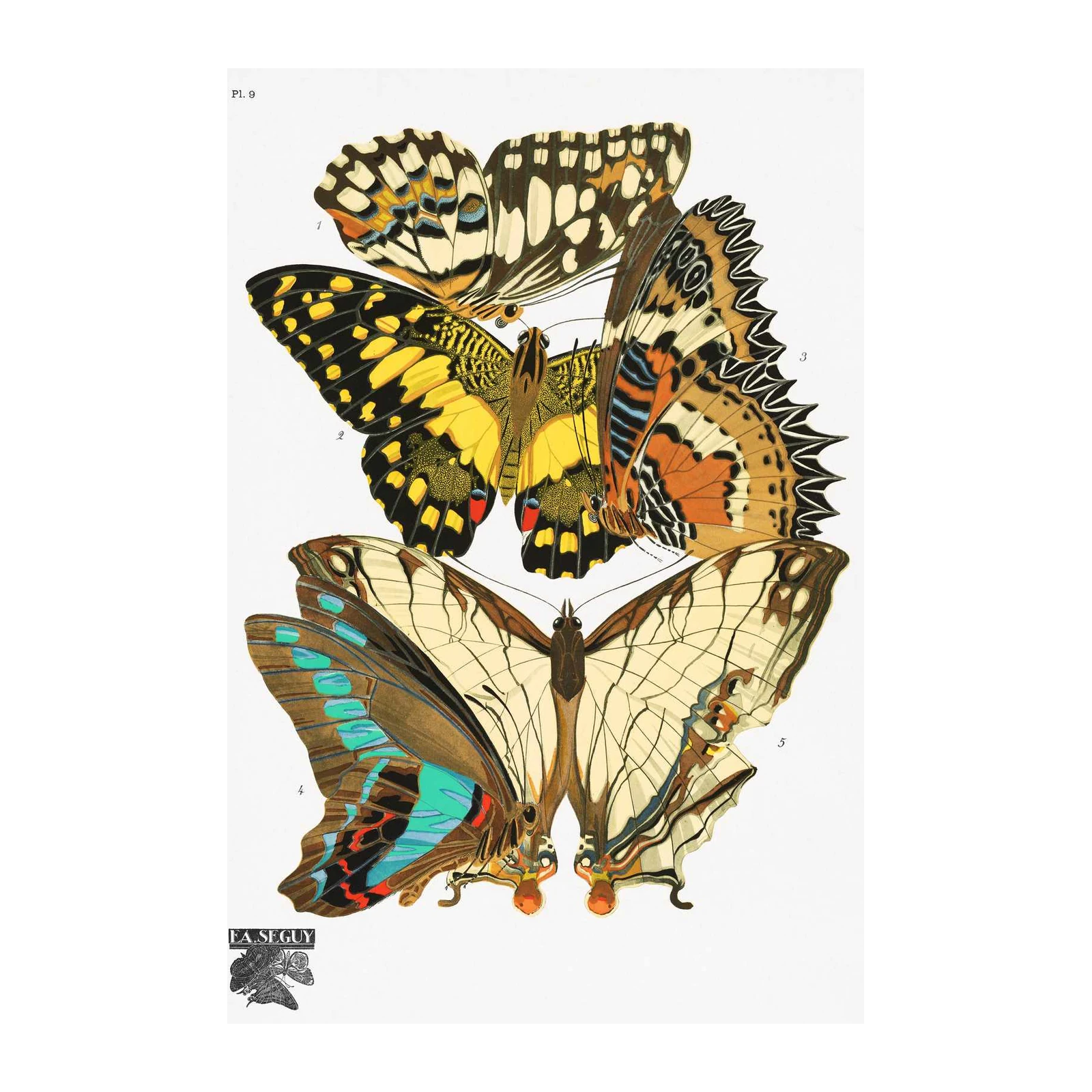 Vintage Butterfly Art Print - E.A. Seguy Wall Art