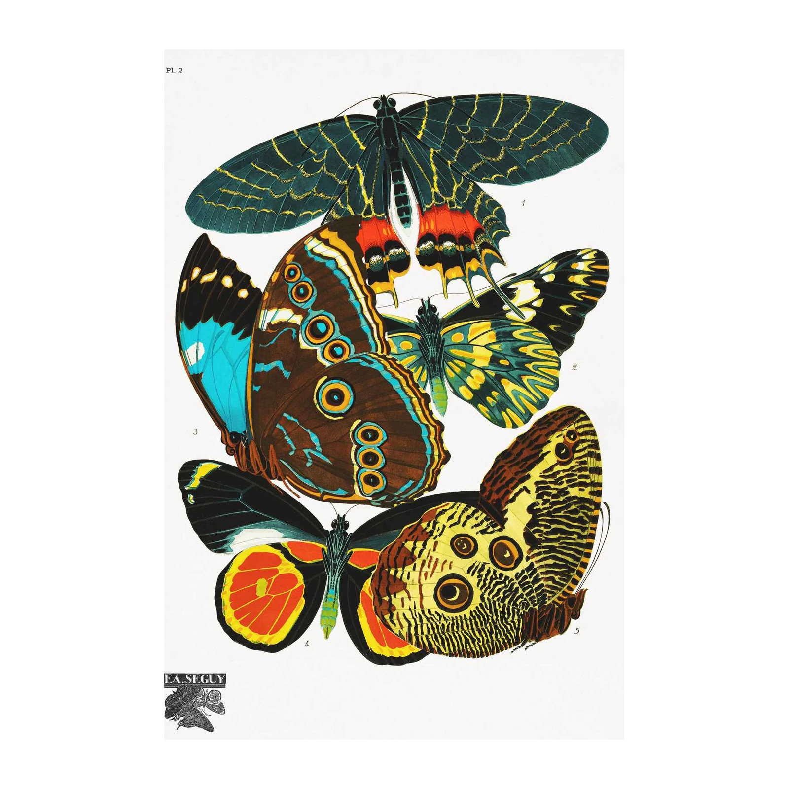 Vintage Butterfly Collection Wall Art