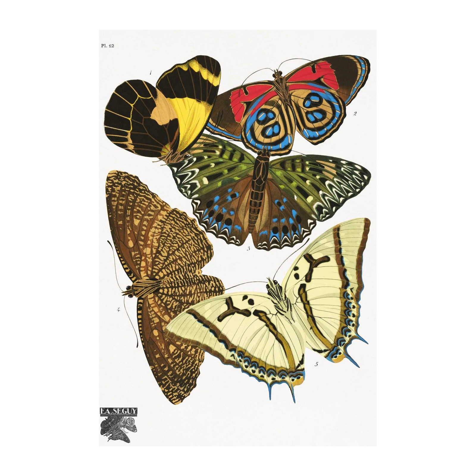 Vintage Butterfly Art Wall Art