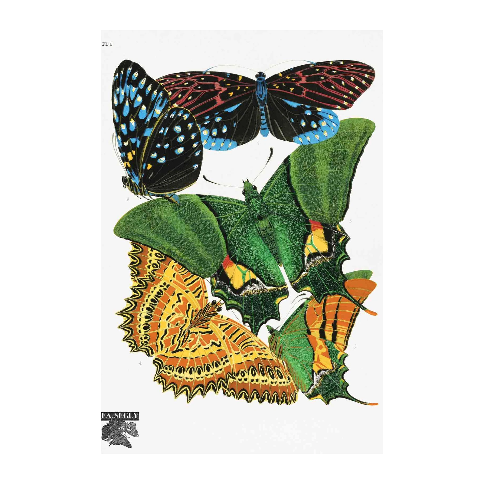 Vintage Butterfly Art Print - Elegant Insect Wall Art
