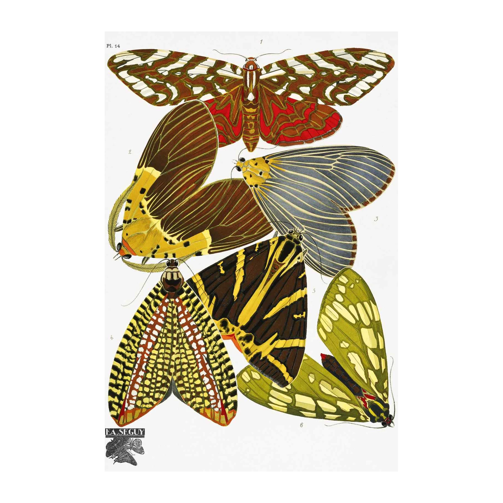 Vintage Butterfly Collection Poster Wall Art