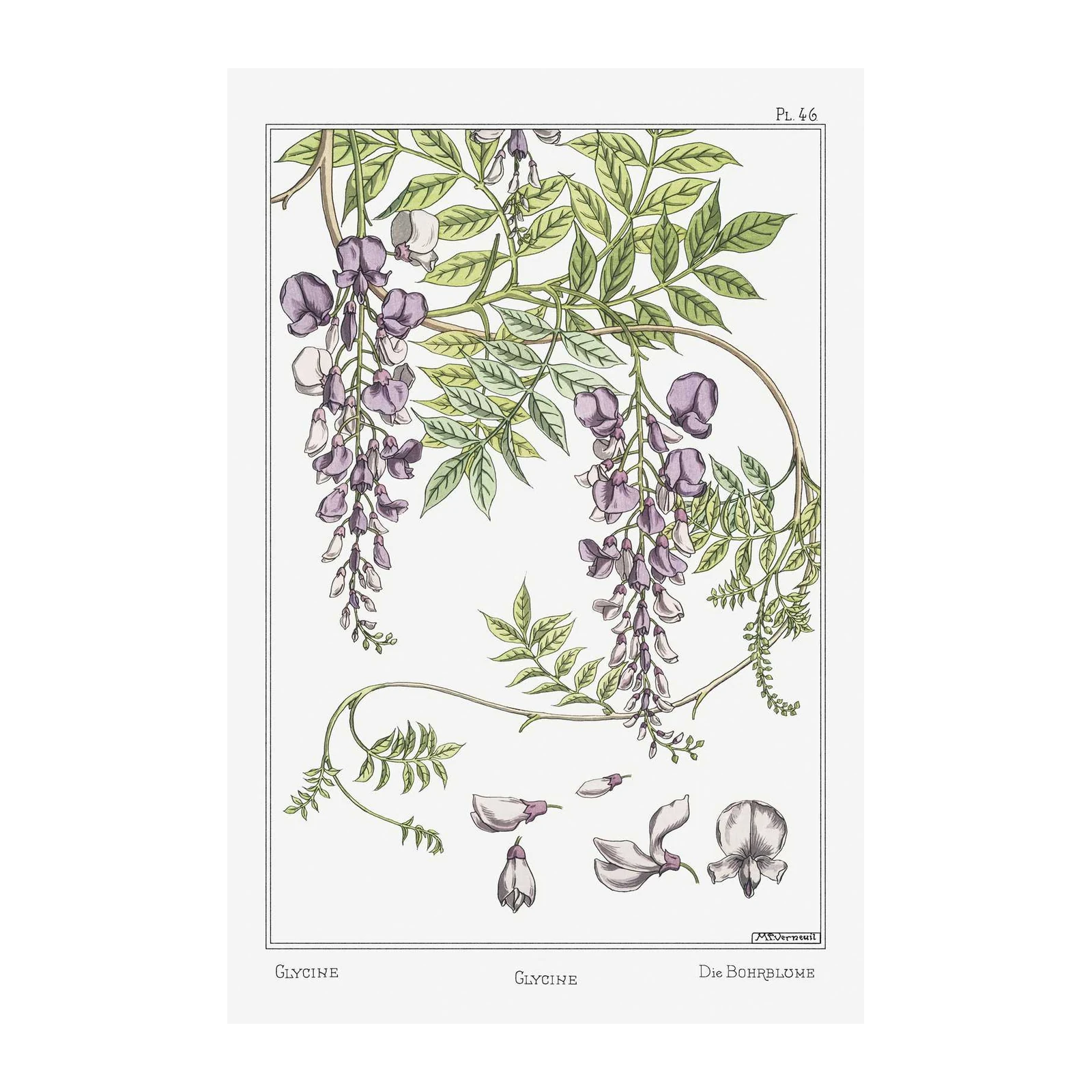 Vintage Wisteria Botanical Art Wall Art