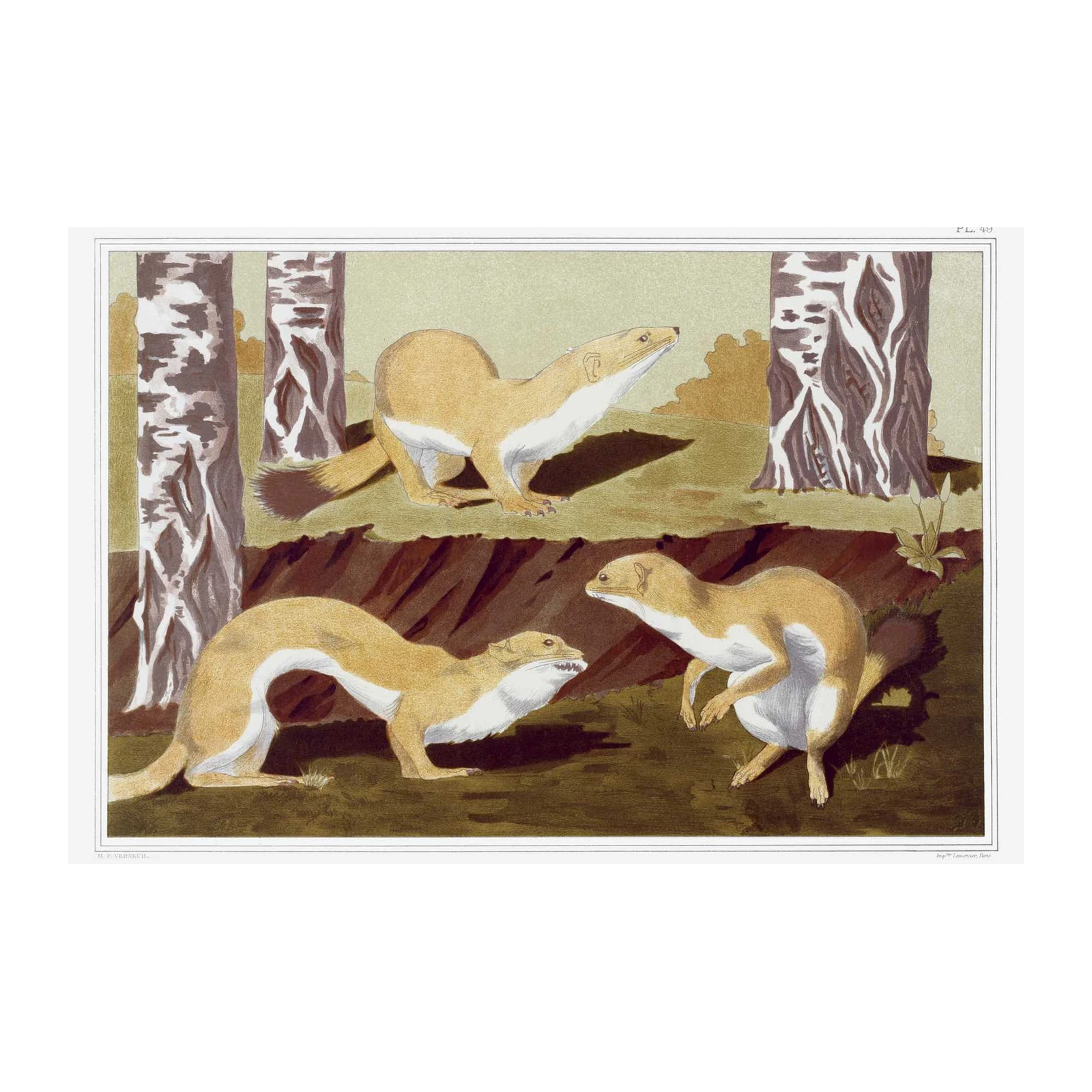 Vintage Hermine Animals Forest Wall Art