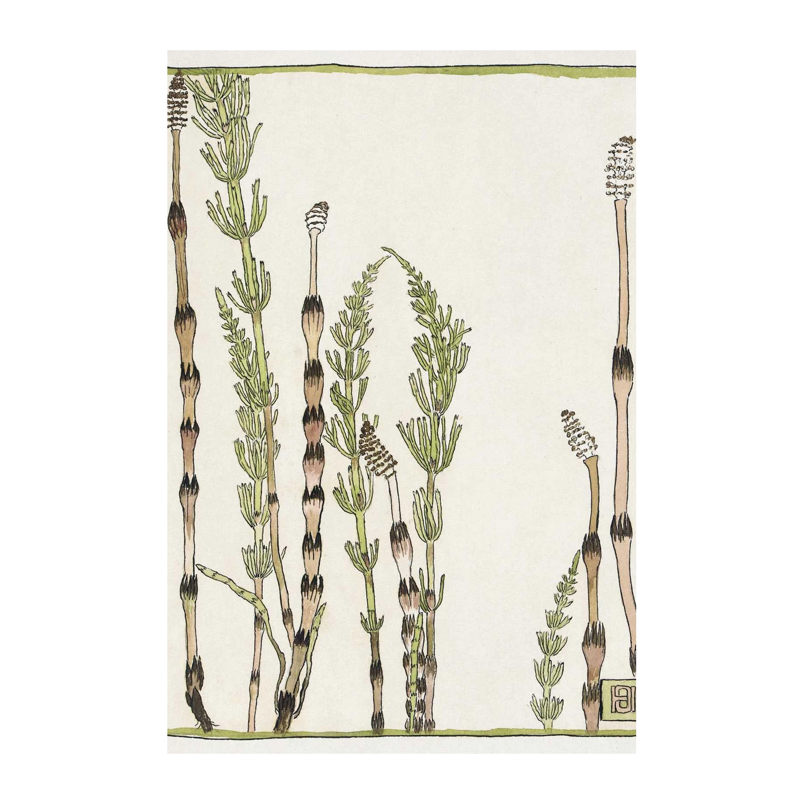 Horsetail Botanical Art Wall Art | Nature Wall Decor