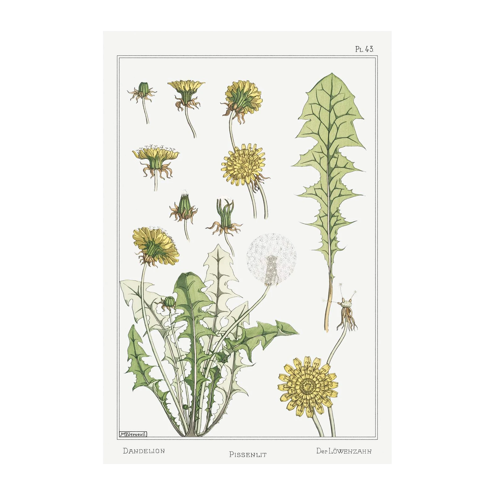 Vintage Dandelion Botanical Art Wall Art