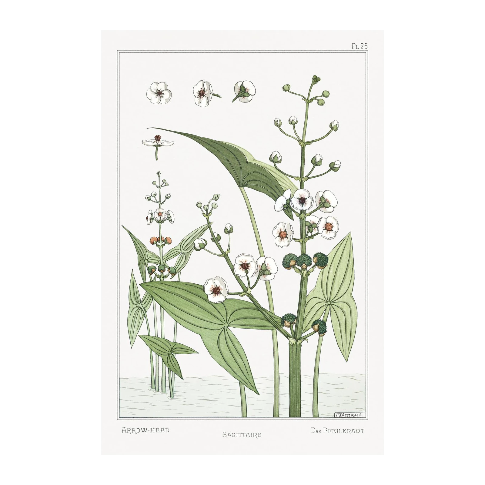 Elegant Arrowhead Botanical Illustration Wall Art