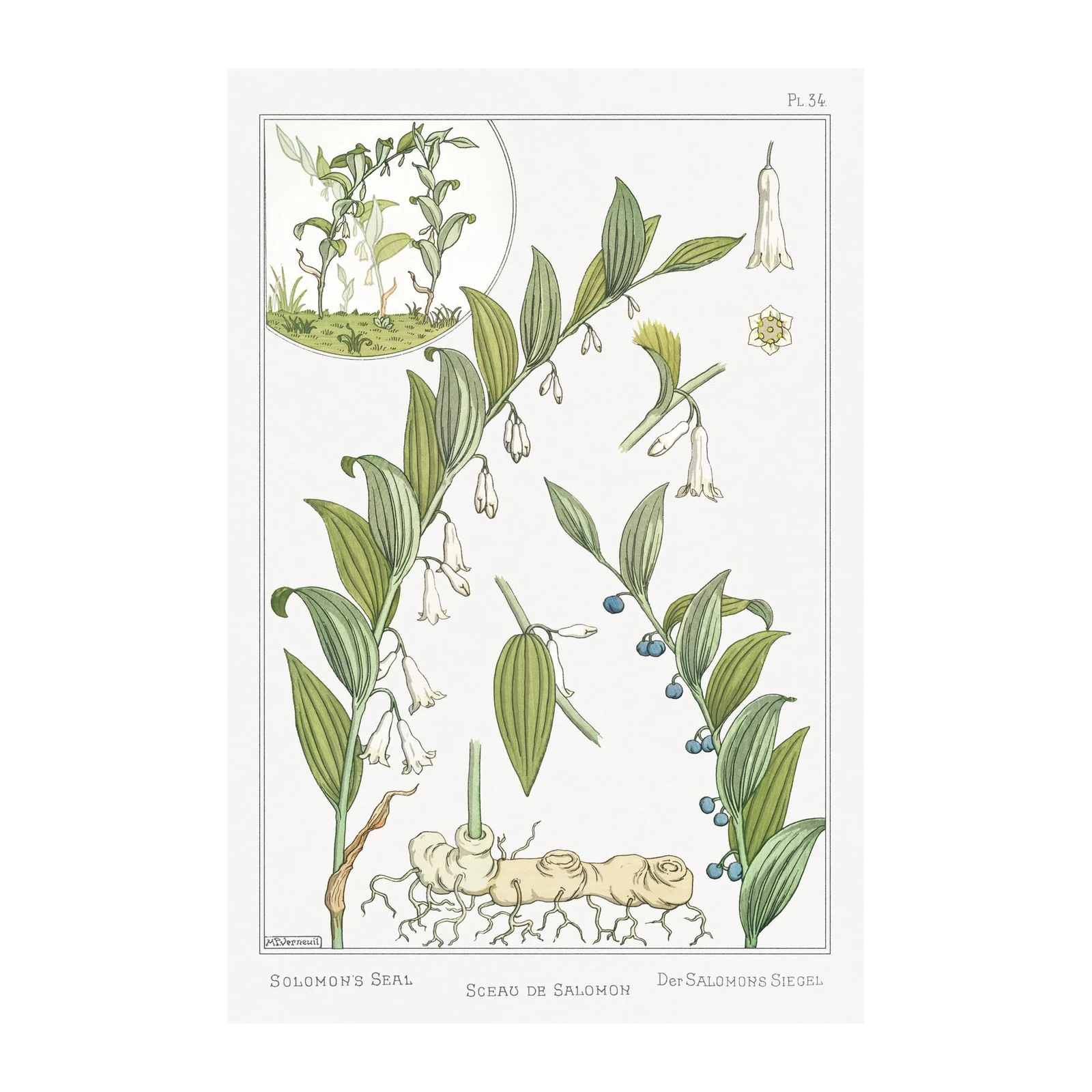 Vintage Solomon's Seal Botanical Wall Art