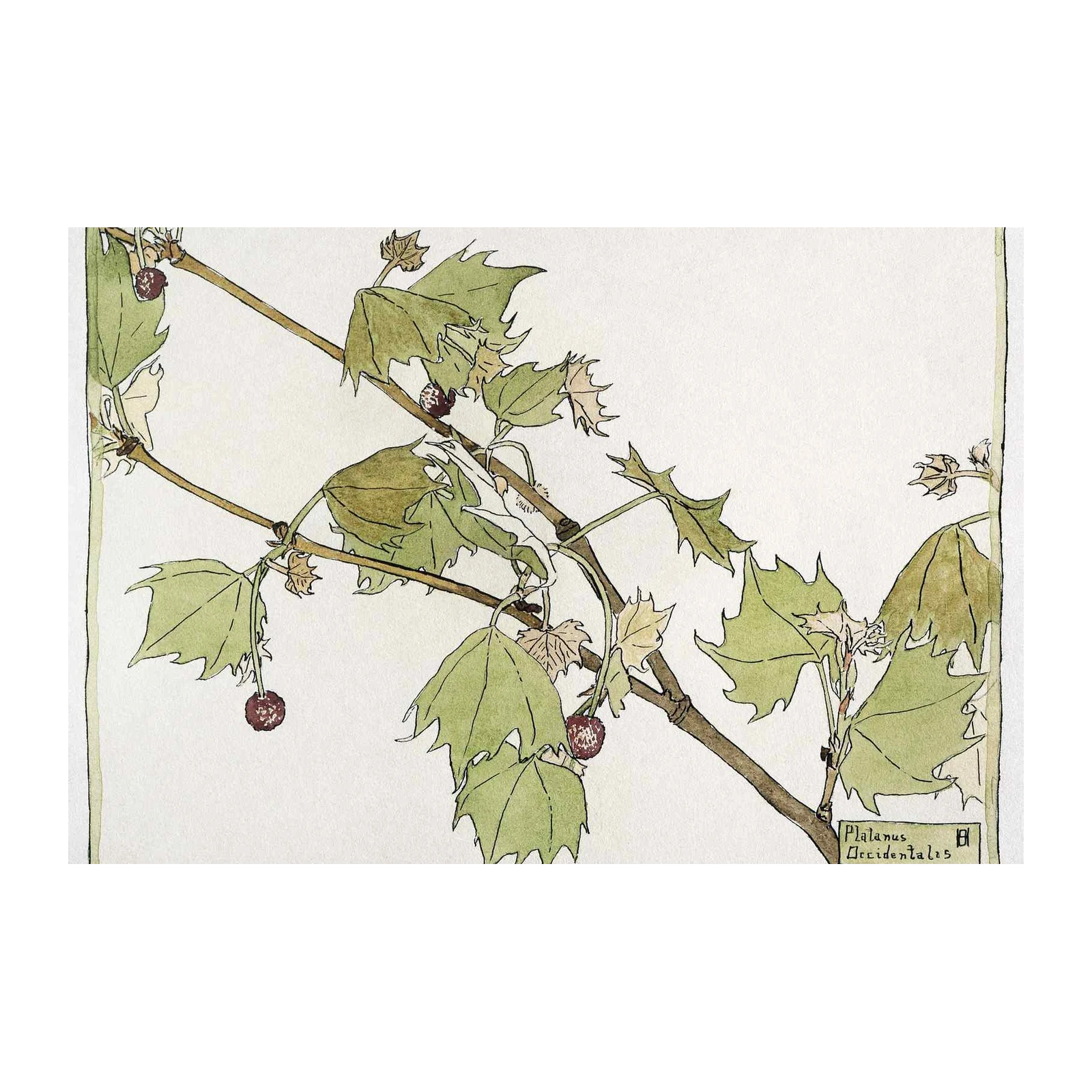 Platanus Occidentalis Botanical Art Wall Art