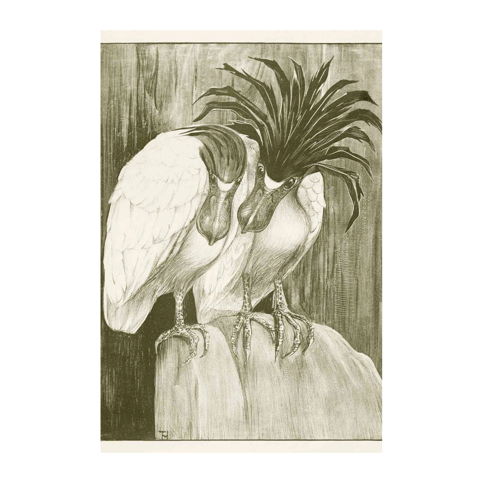 Intricate Bird Duo Vintage Illustration Wall Art