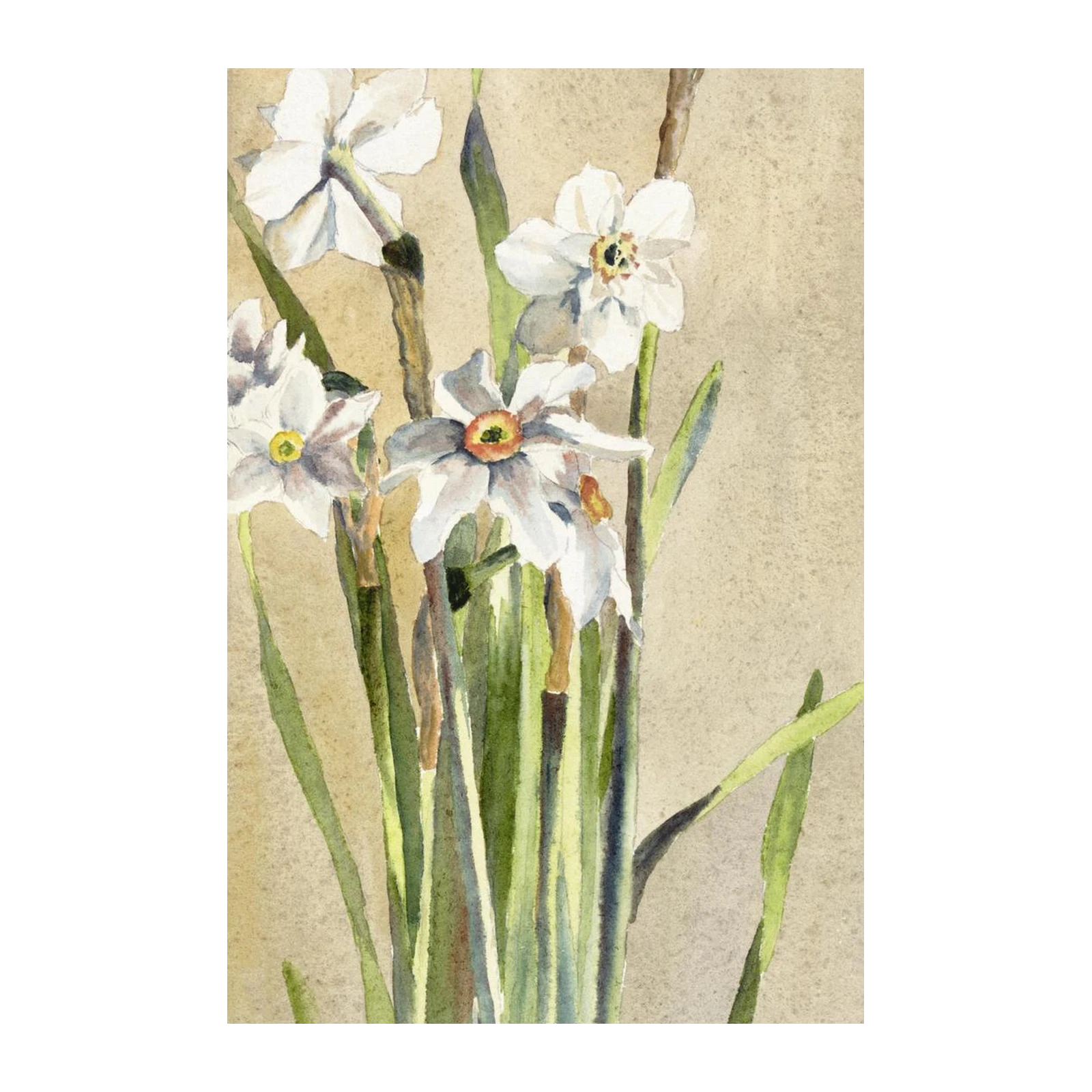 Elegant White Daffodils Watercolor Wall Art