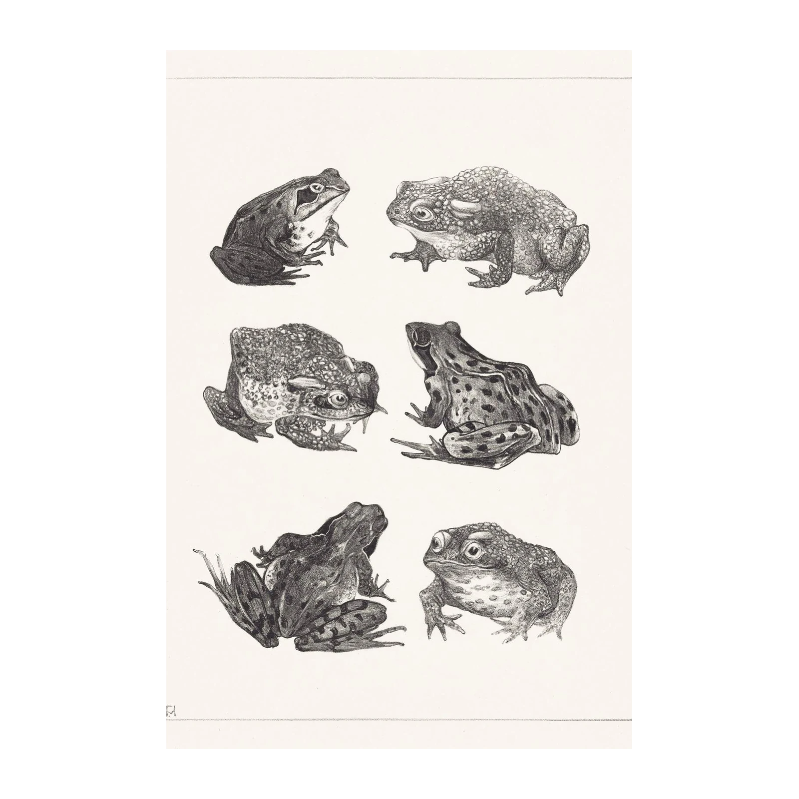 Vintage Frog Study Wall Art