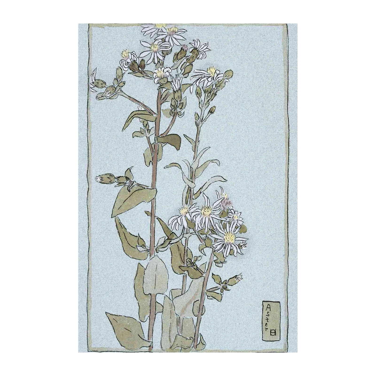 Vintage Aster Floral Art Wall Art