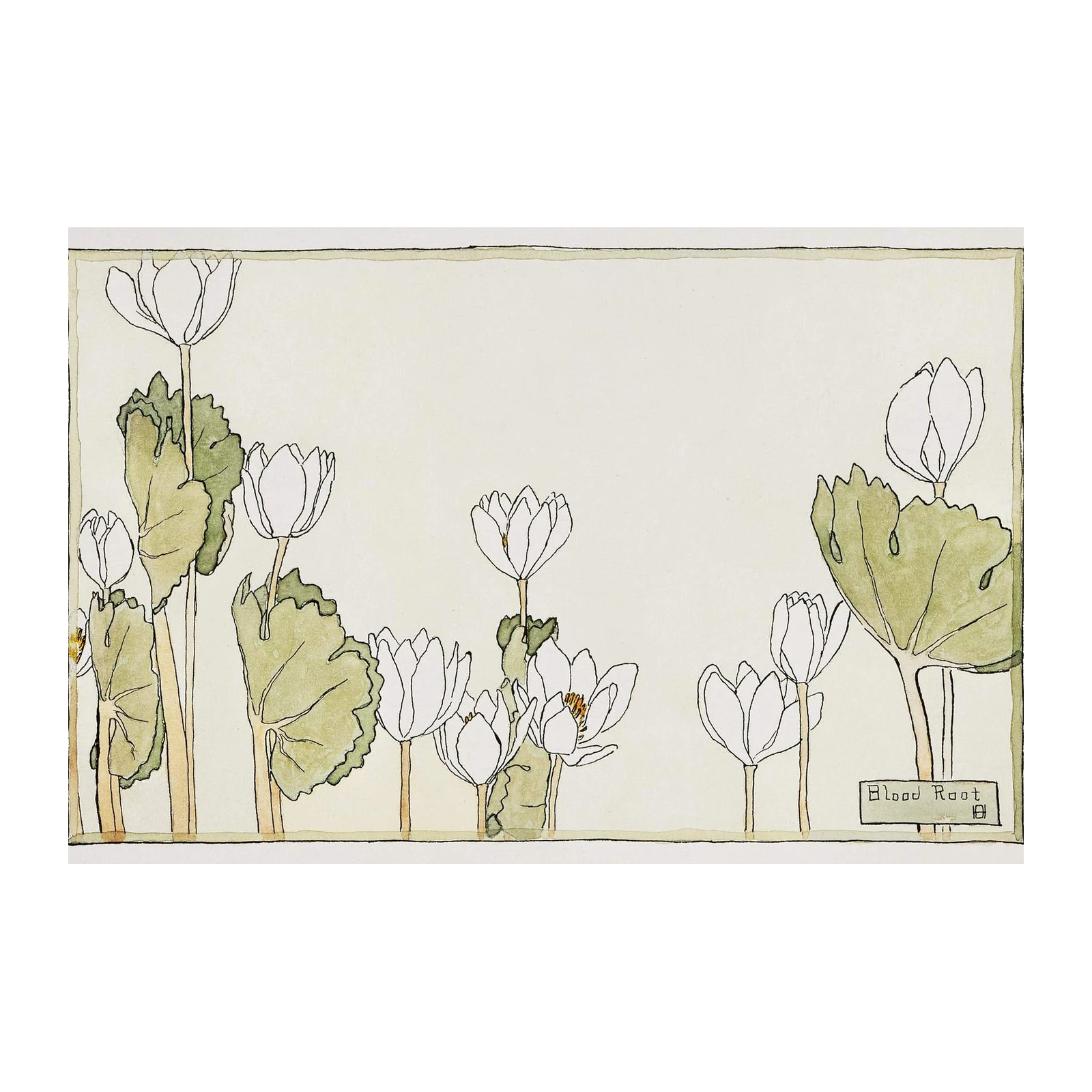 Elegant Blood Root Floral Art Wall Art