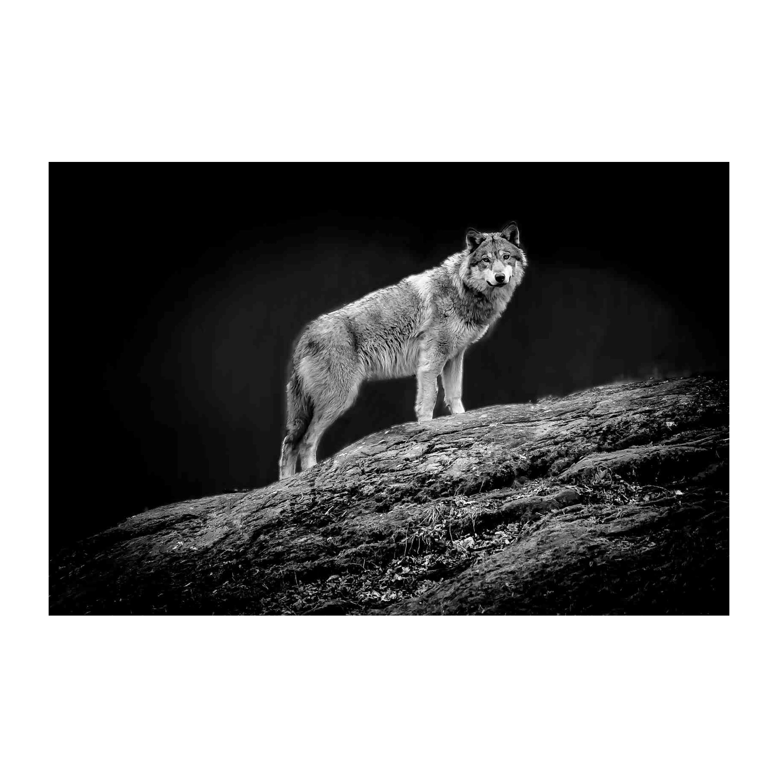 Majestic Wolf B&W Wildlife Wall Art