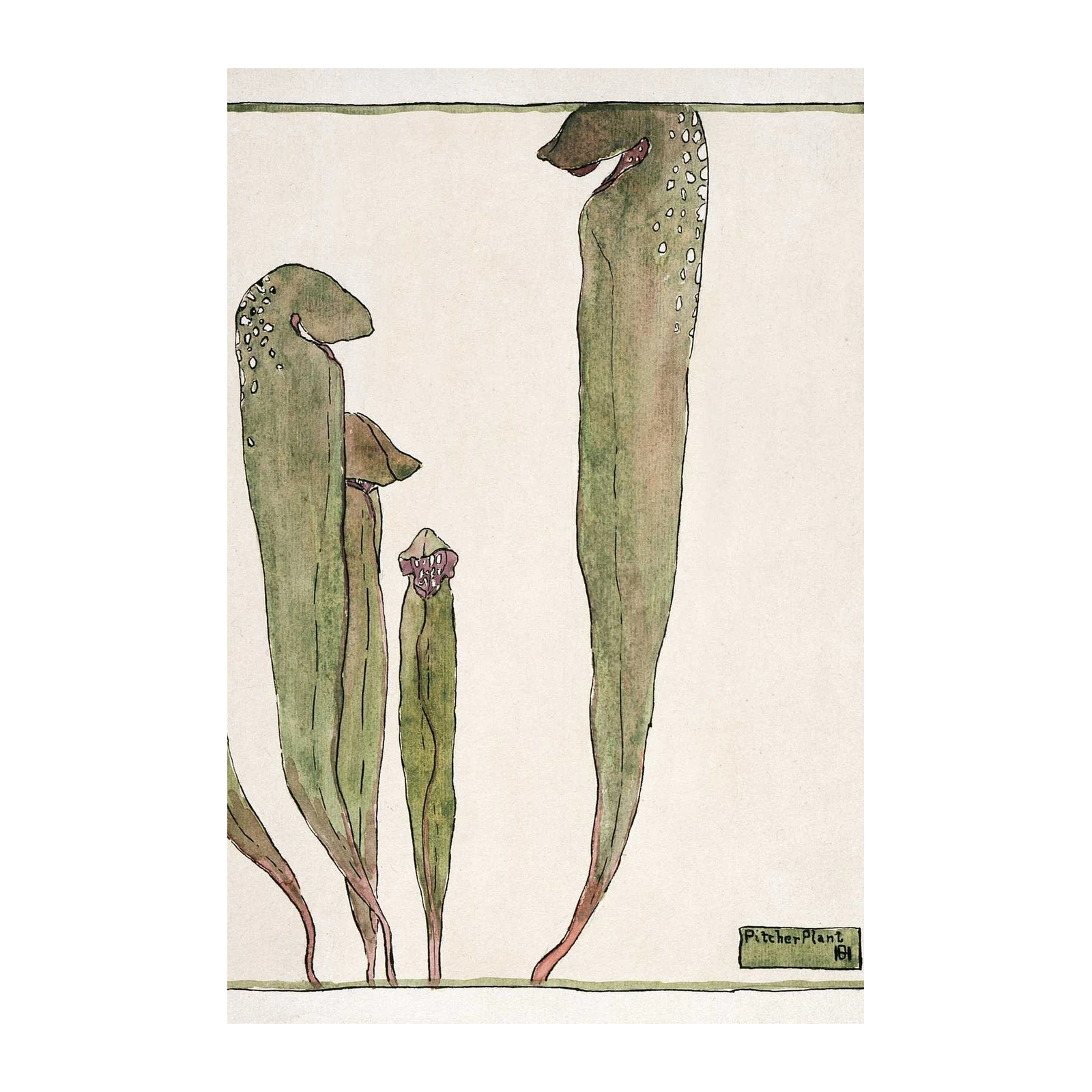 Art Nouveau Pitcher Plant Botanical Wall Art