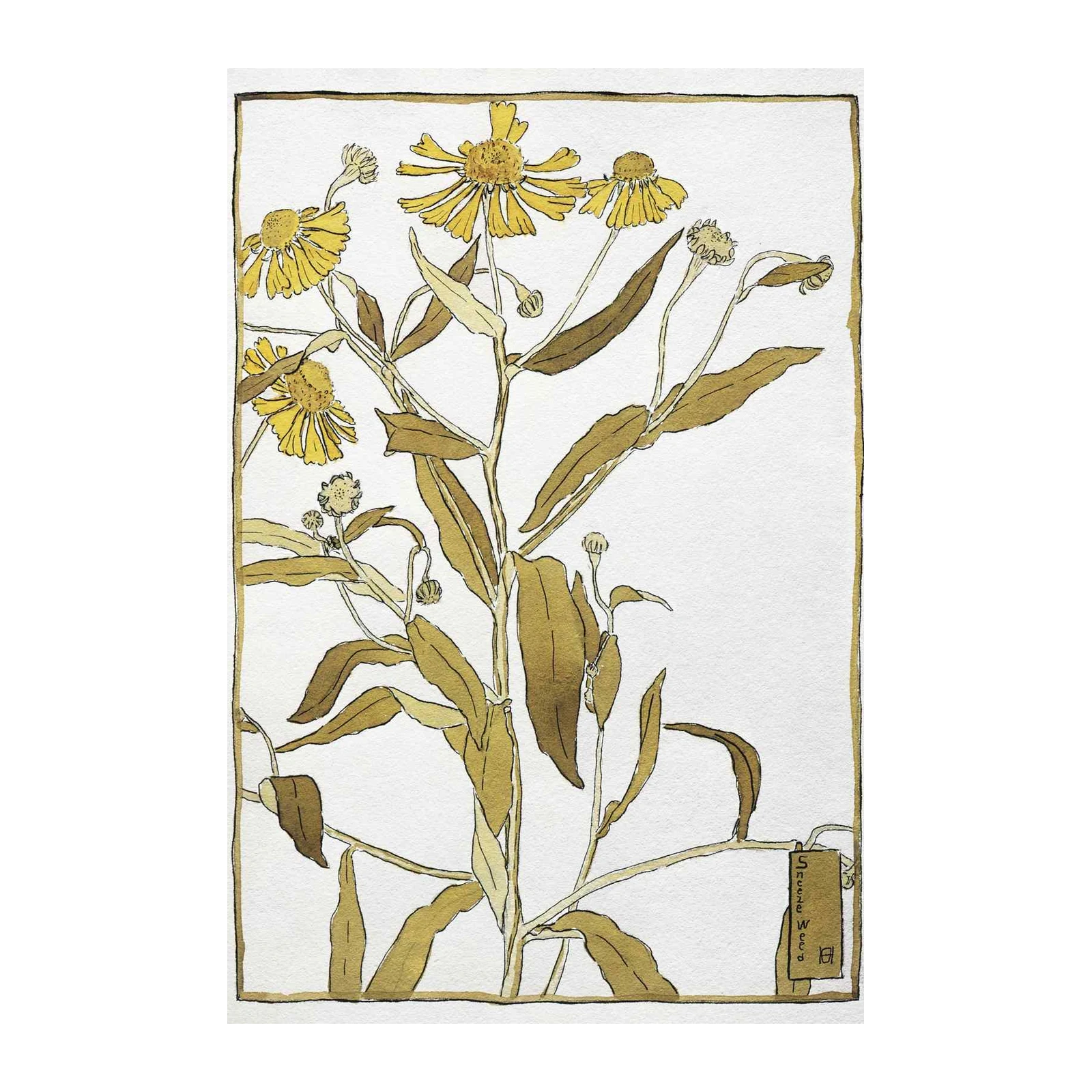 Golden Yellow Daisy Botanical Art Wall Art