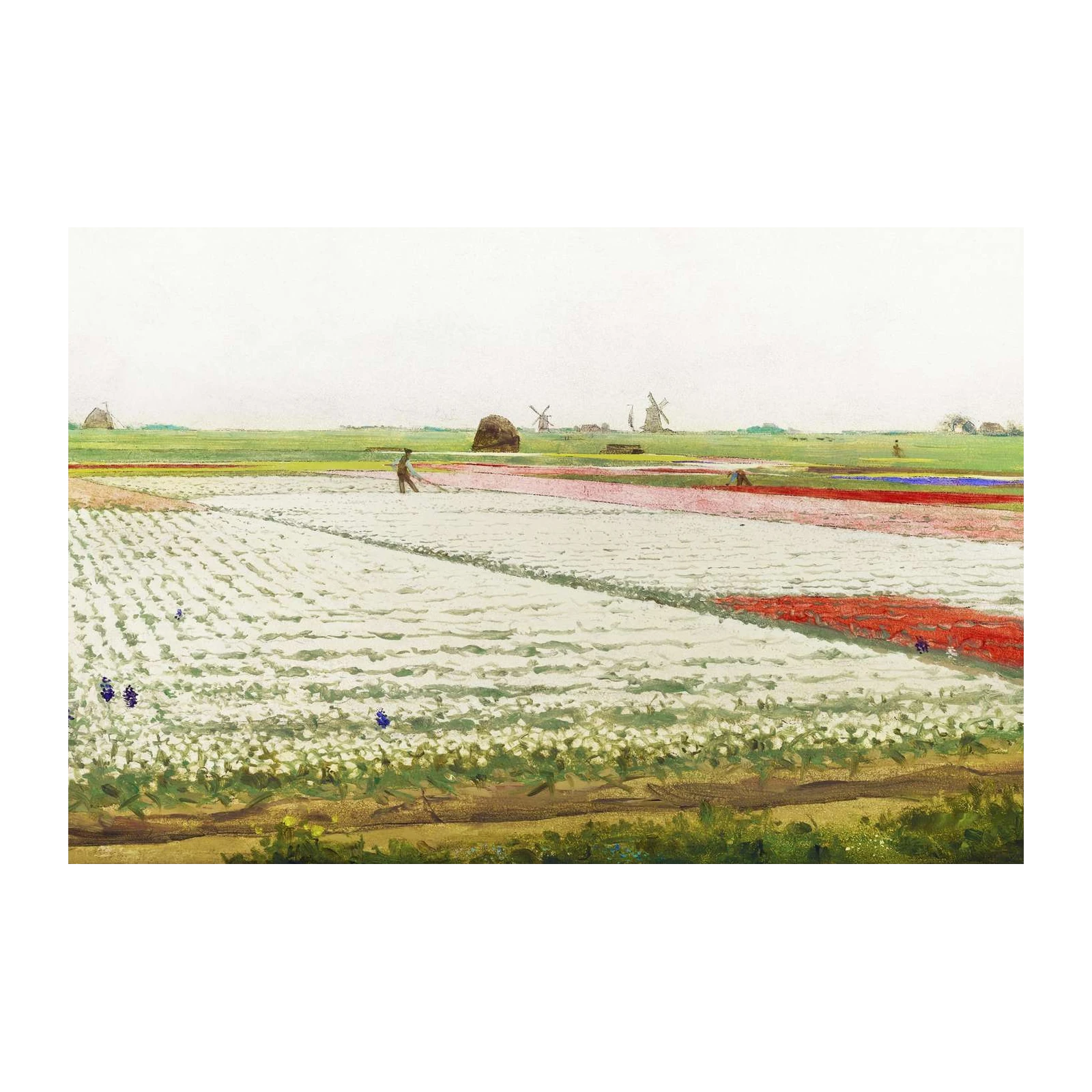 Vibrant Tulip Fields Landscape Wall Art