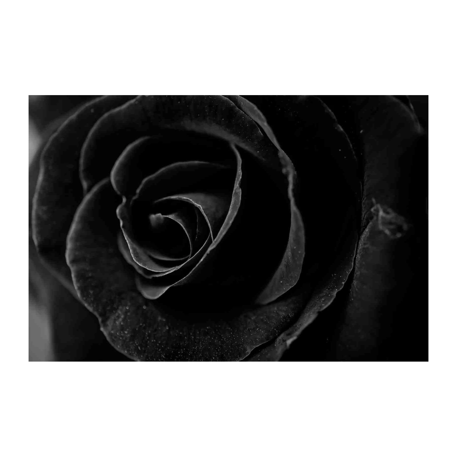 Black Rose Close-Up Wall Art Wall Art