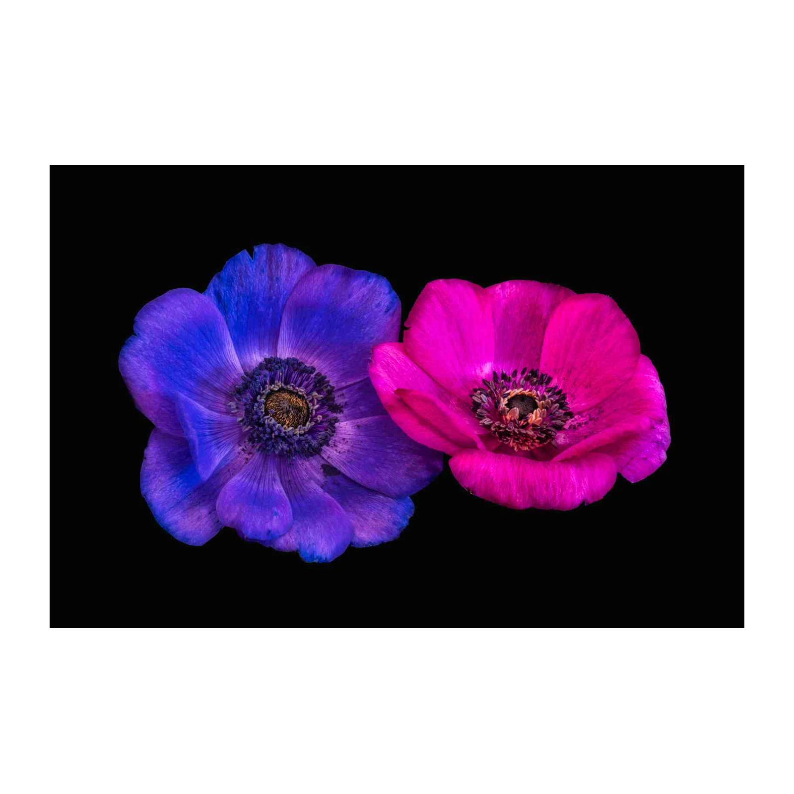 Vibrant Anemone Duo Wall Art