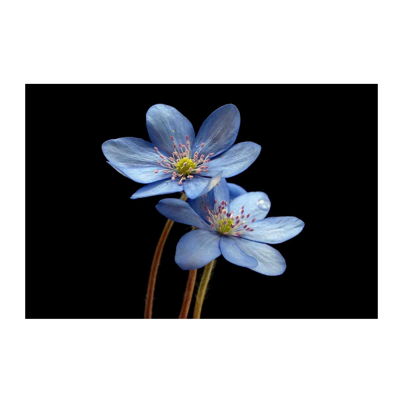 Serene Blue Flower Nature Wall Art