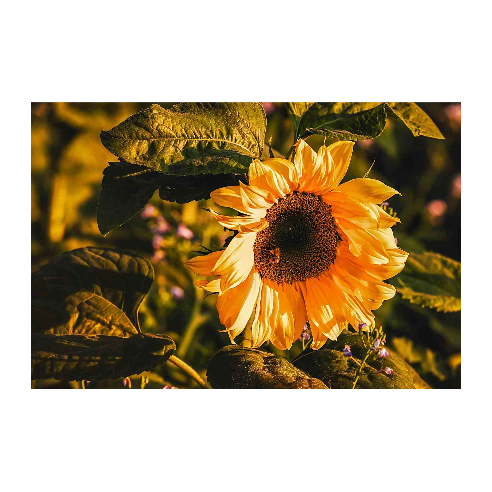 Vibrant Sunflower Close-up Wall Art