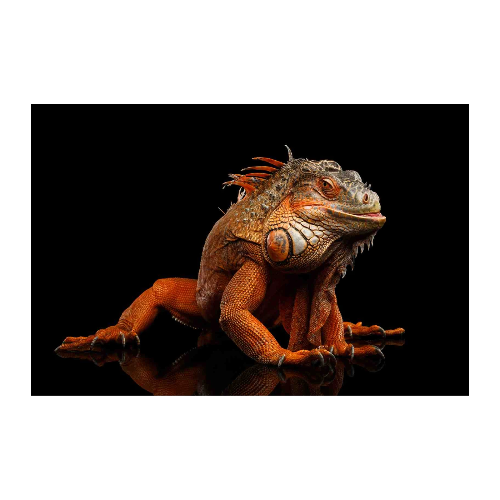 Vibrant Orange Iguana Portrait Wall Art