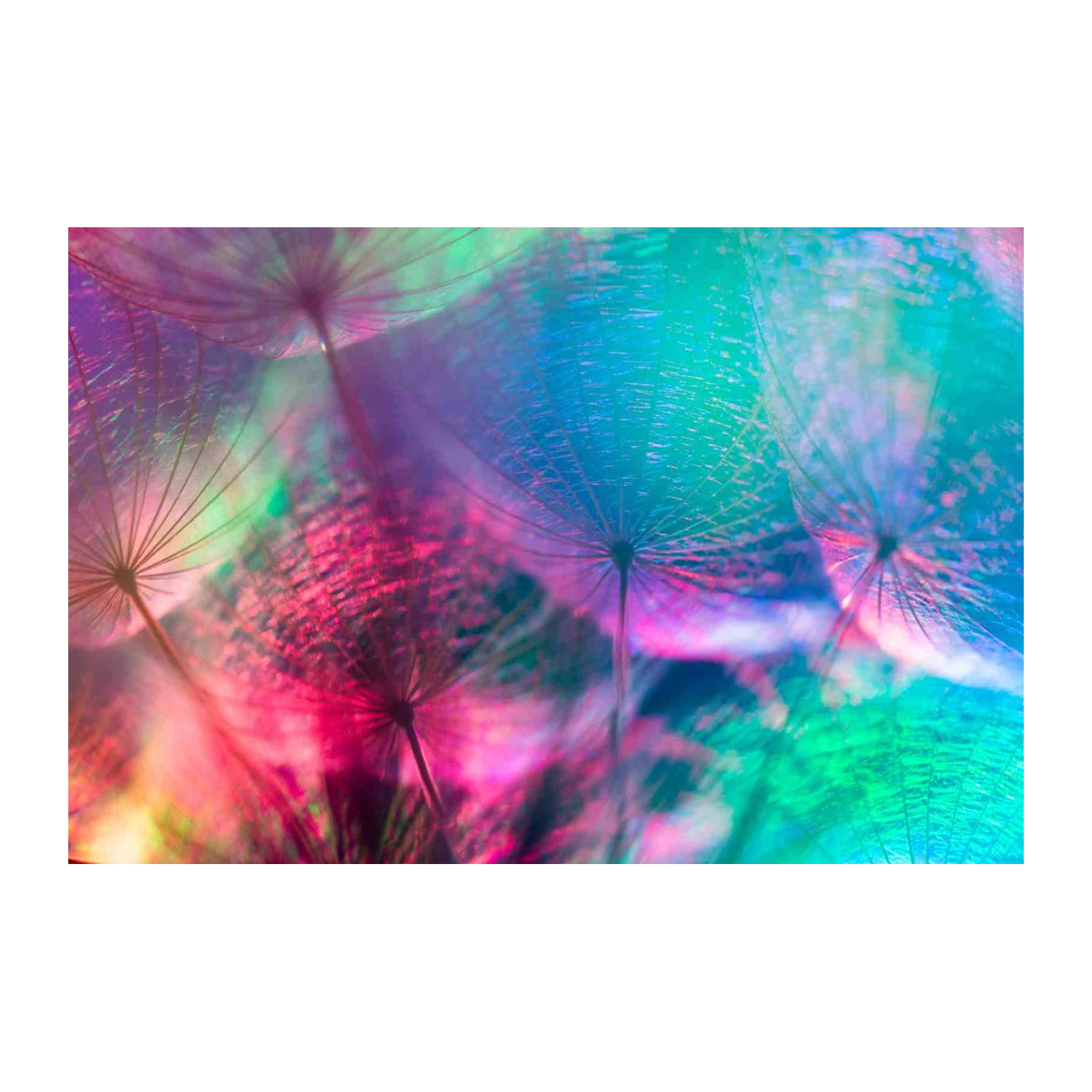 Vibrant Dandelion Seed Macro Wall Art