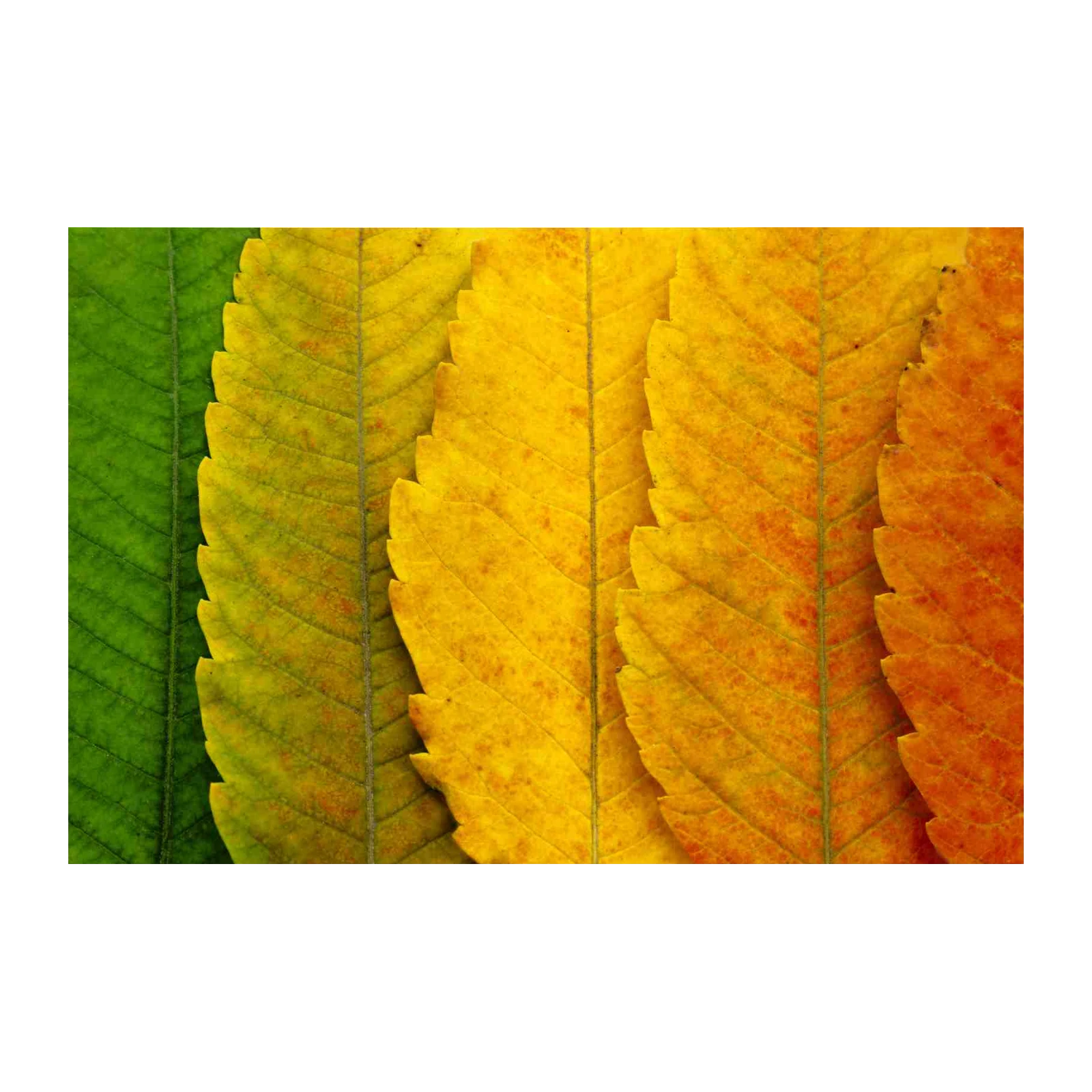 Vibrant Autumn Leaf Gradient Wall Art