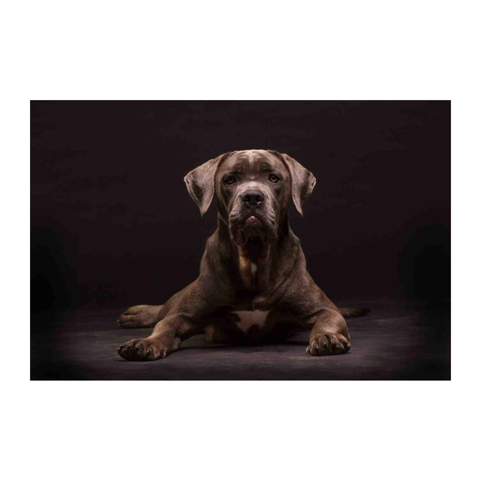 Majestic Cane Corso Dog Portrait Wall Art