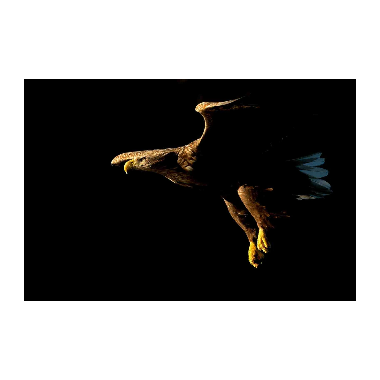Majestic Eagle Flight Wall Art