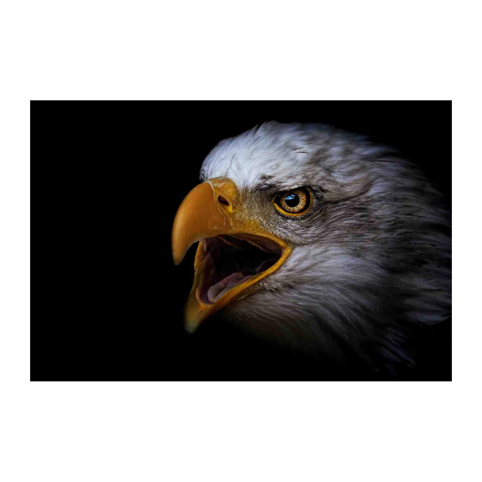 Majestic Eagle Roar Wall Art - Wildlife Wall Art