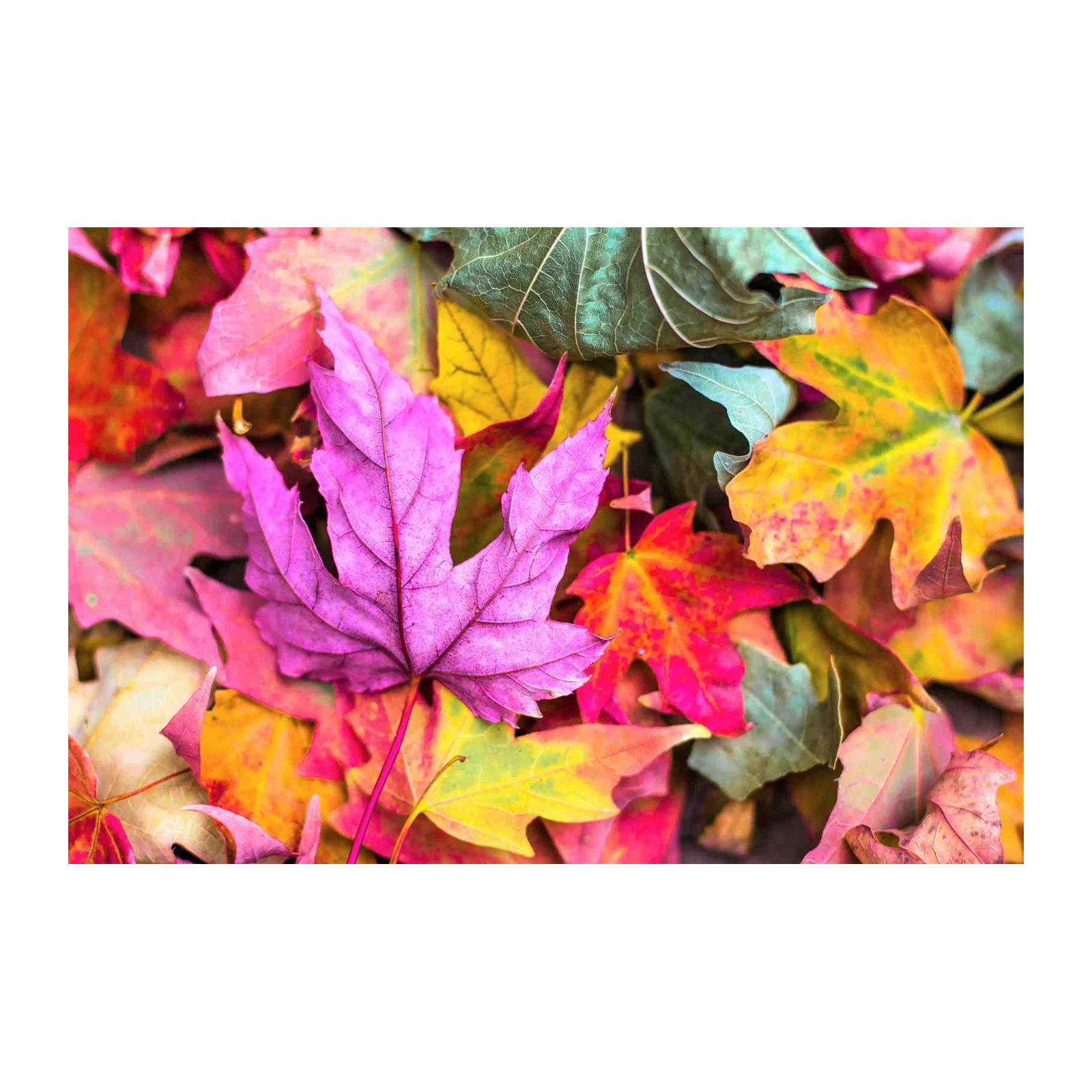 Vibrant Autumn Leaves Wall Art