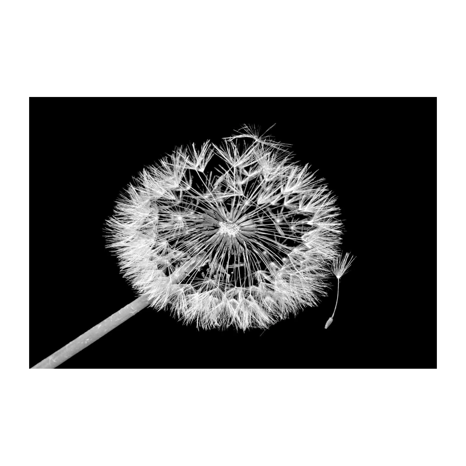 Minimalist Dandelion Seed Fly Wall Art